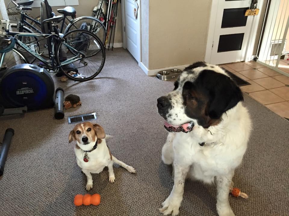 Saint Bernard Beagle Mix