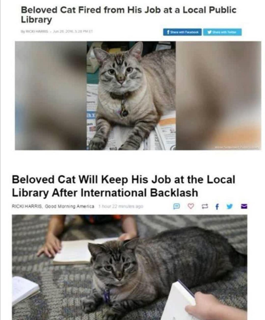 Best cat ever r/MadeMeSmile