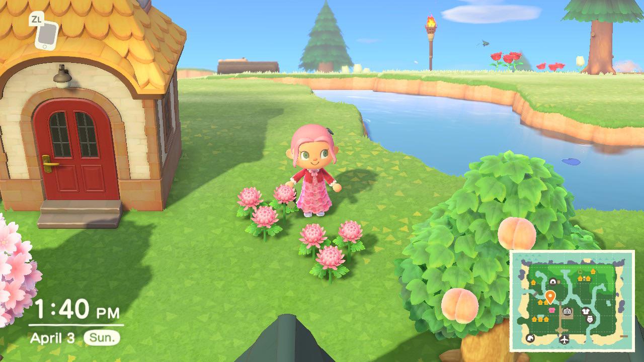 why wont my pink mums breed🥲i’ve been watering them everyday and to no avail r/AnimalCrossing