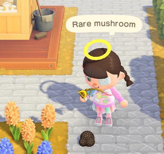 The rare mushrooms are truffles! You dig them up near trees too! r/ac