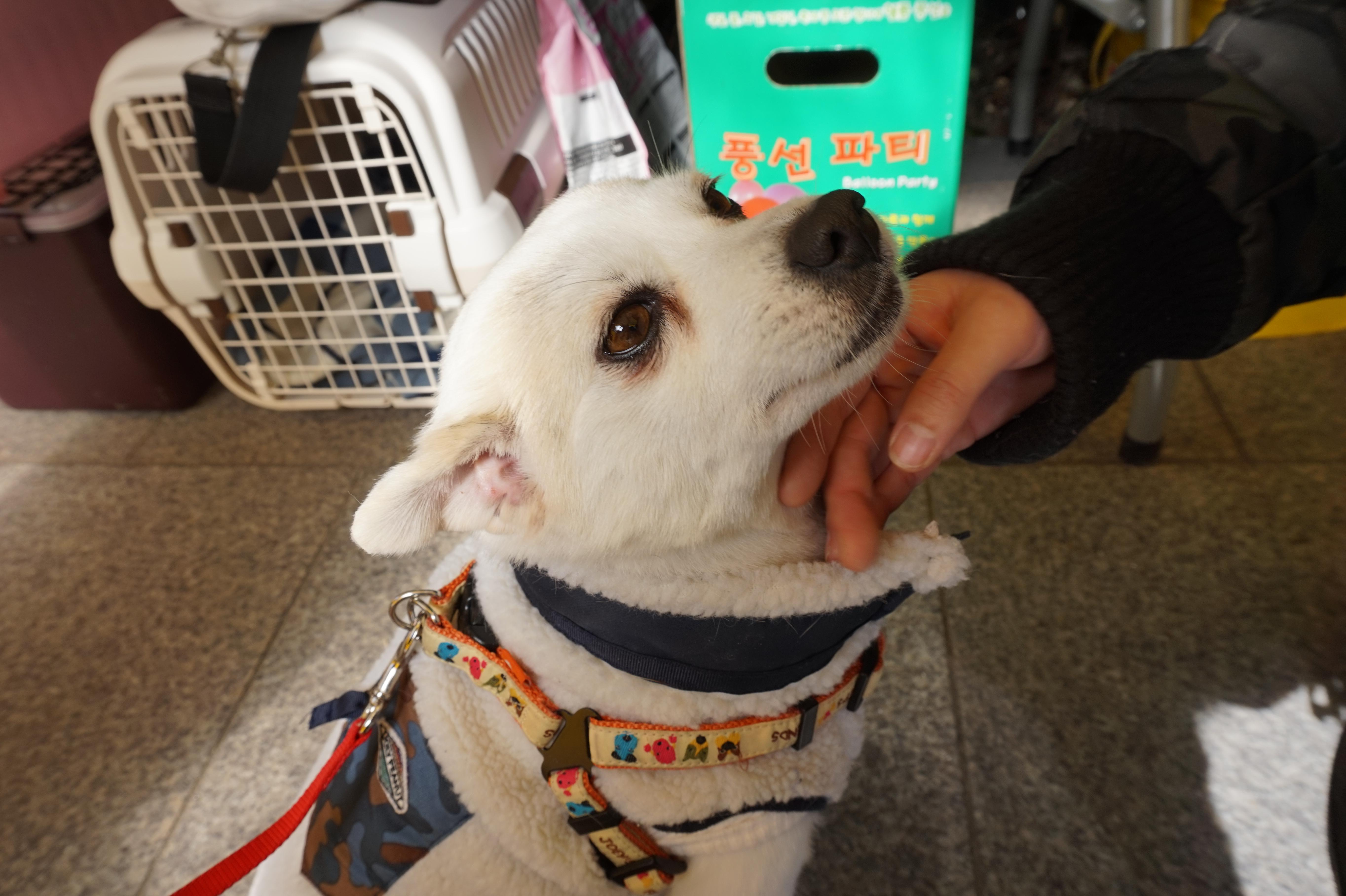 Looking for a new master A dog in abandoned animal shelter in Korea