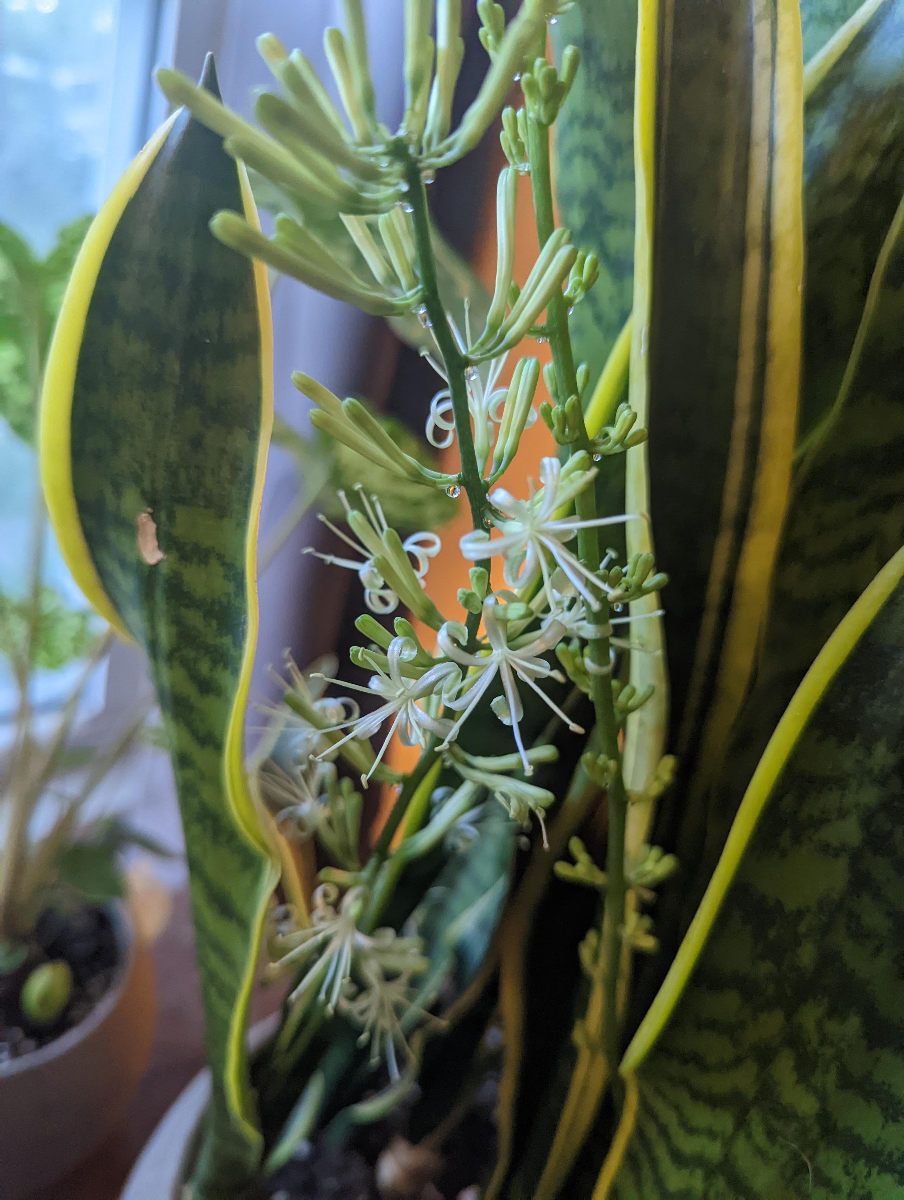 my snake plant flowers r/houseplants