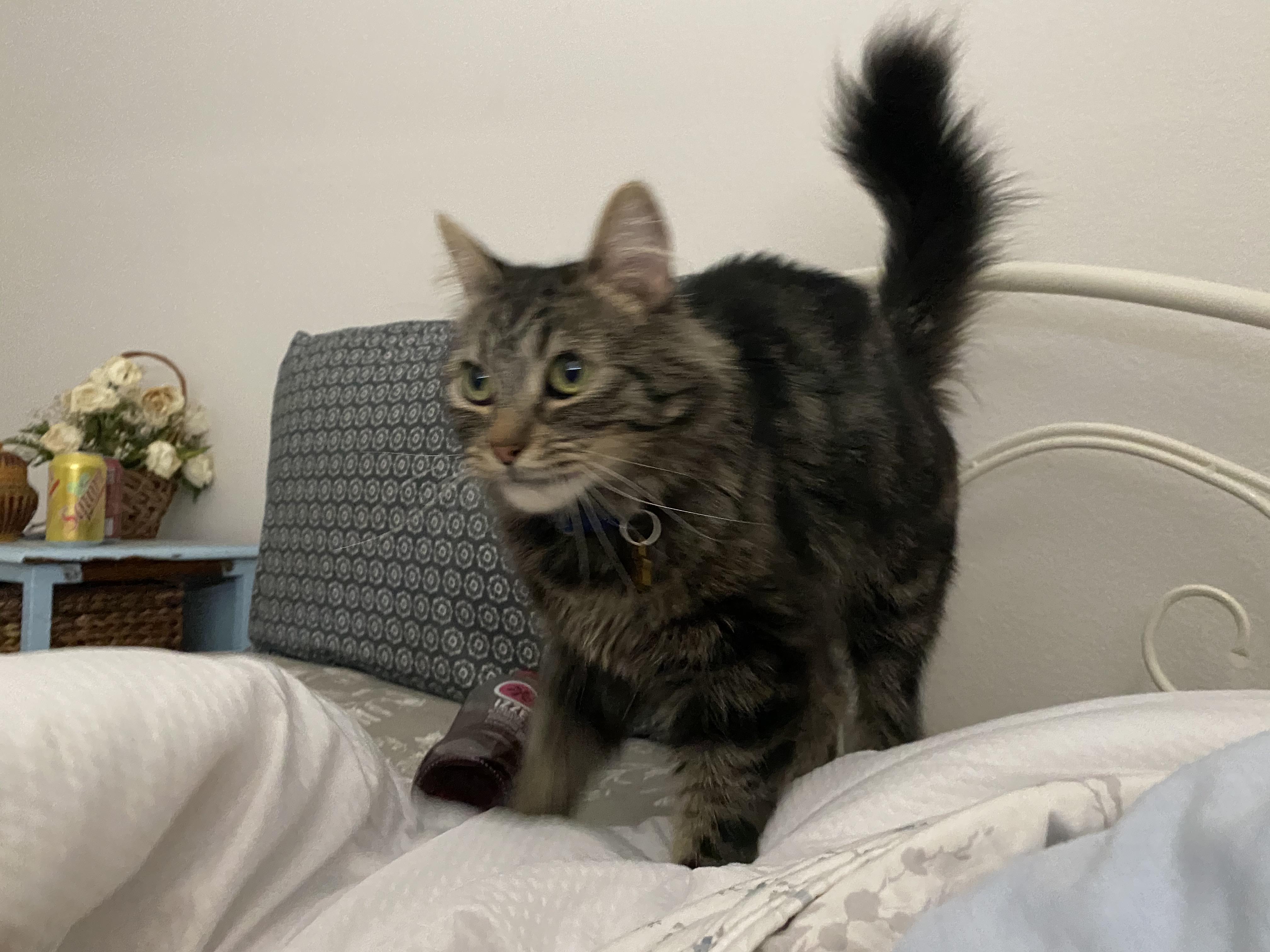 Why is my cat so small shes 2yrs old abs still not that big r/cats