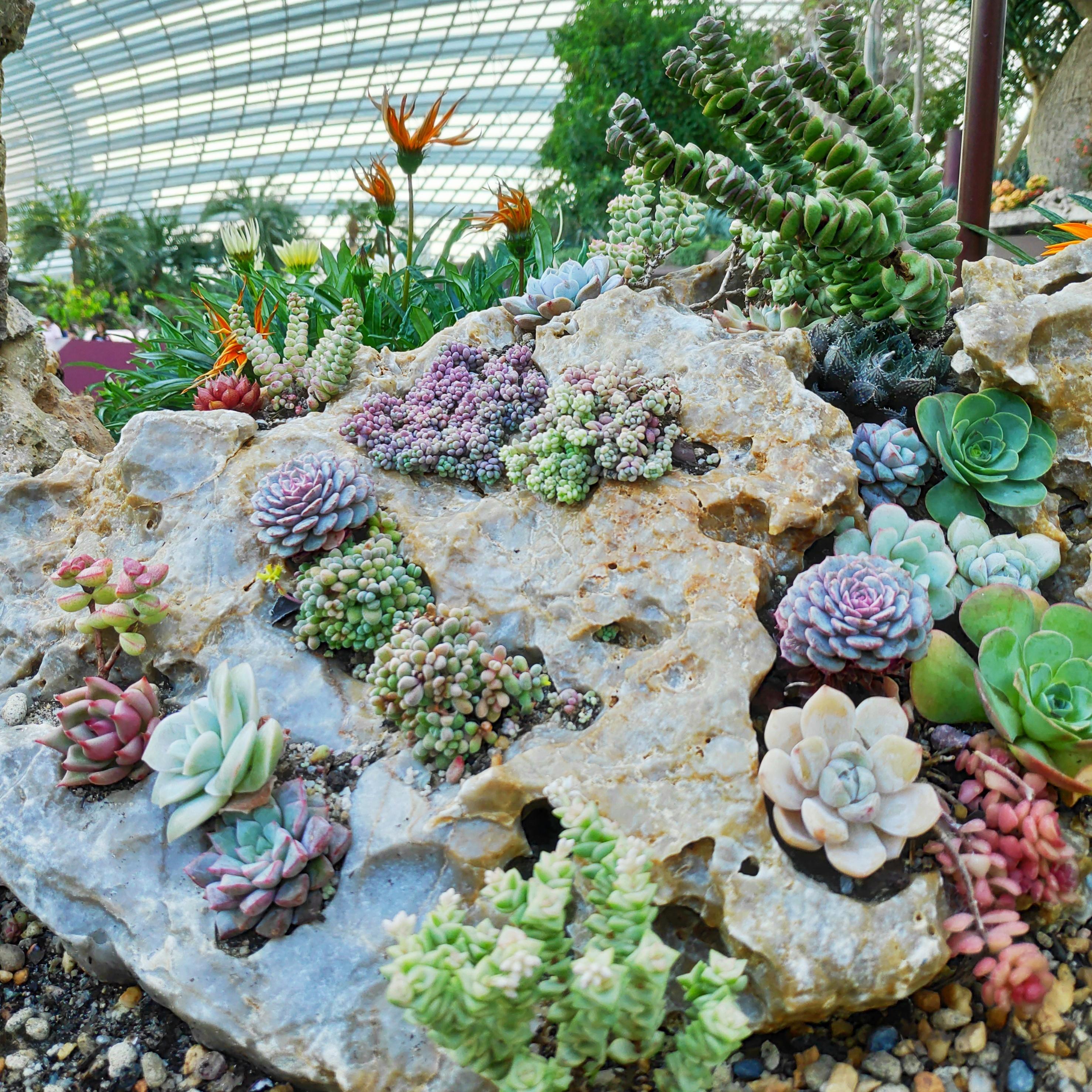 Rock wall succulent arrangement r/succulents