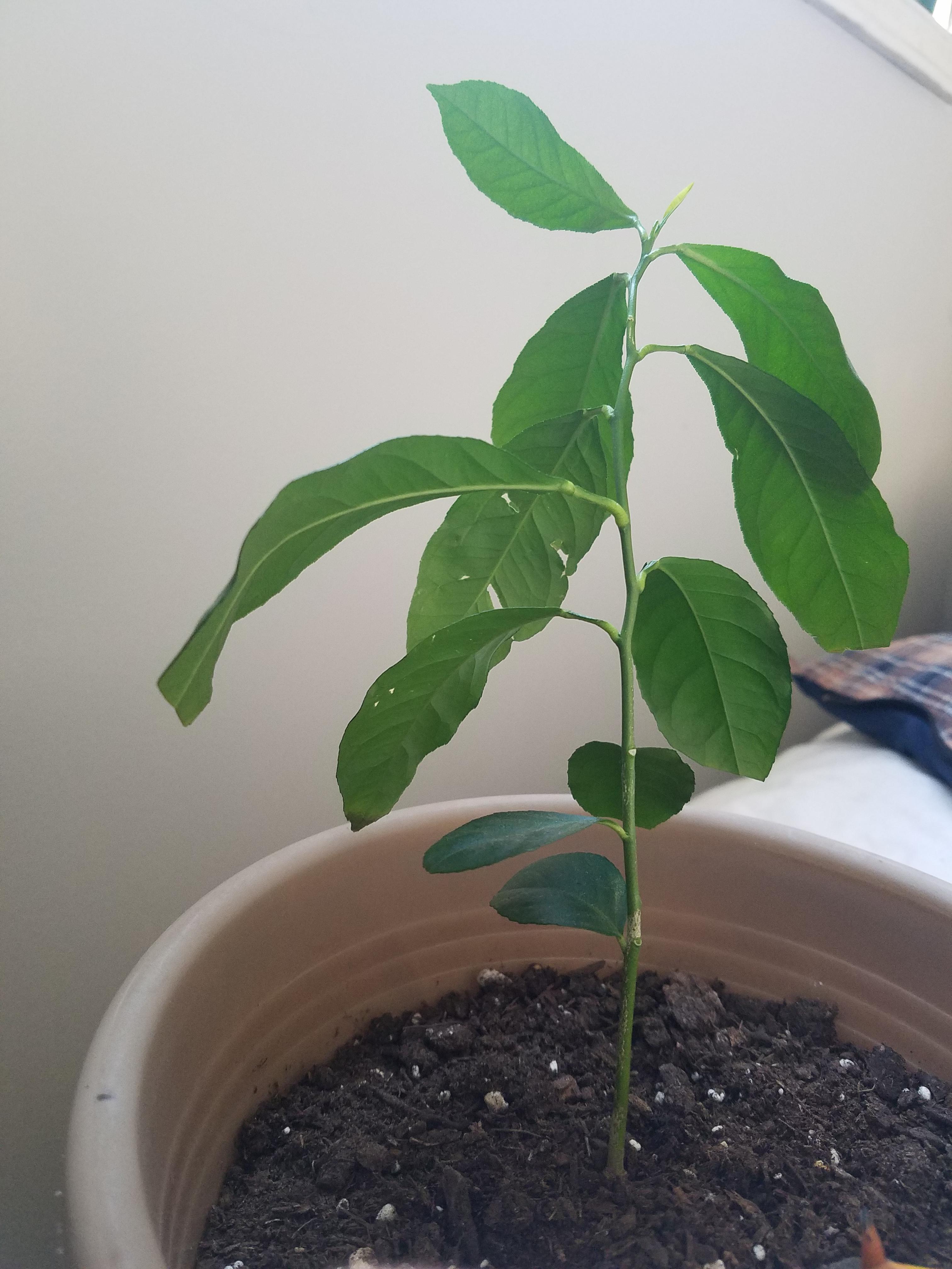 Hello I grew this lemon tree from seed and is wondering what I could do