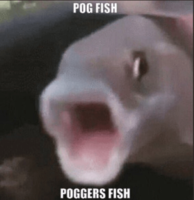Pog Fish Poggers Fish Youtooz