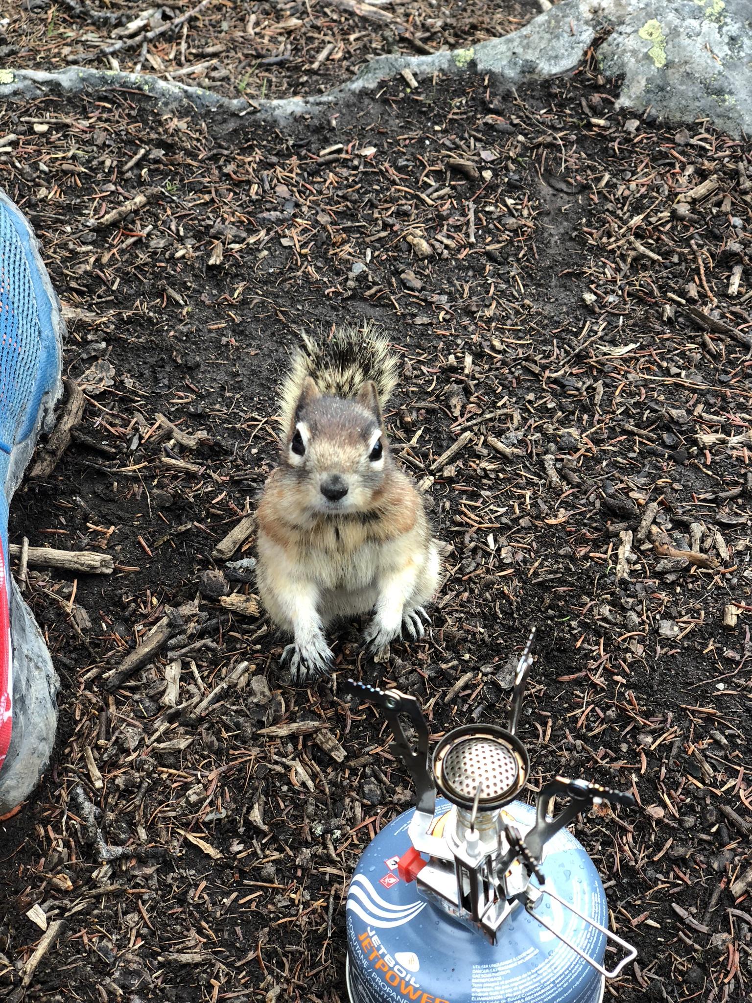 Ground Squirrel Lake Louise r/Banff
