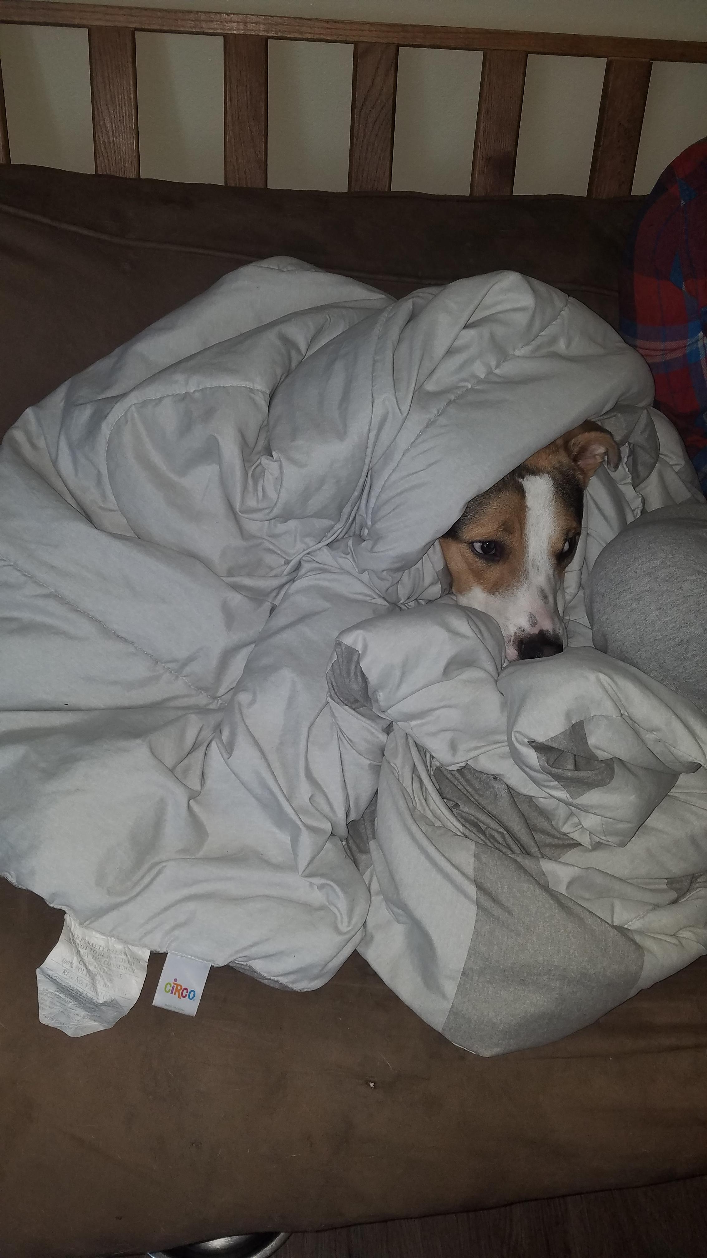 Tucker likes to roll himself up in the blankets before he gets