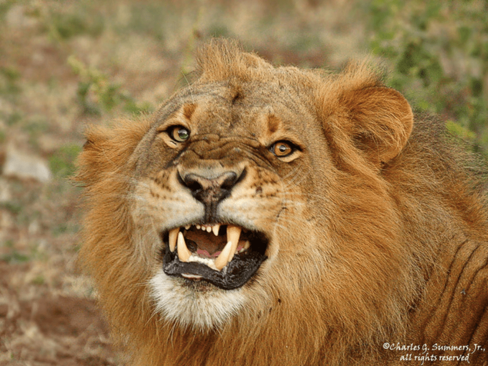 Lion with a blind, emerald green eye r/natureismetal