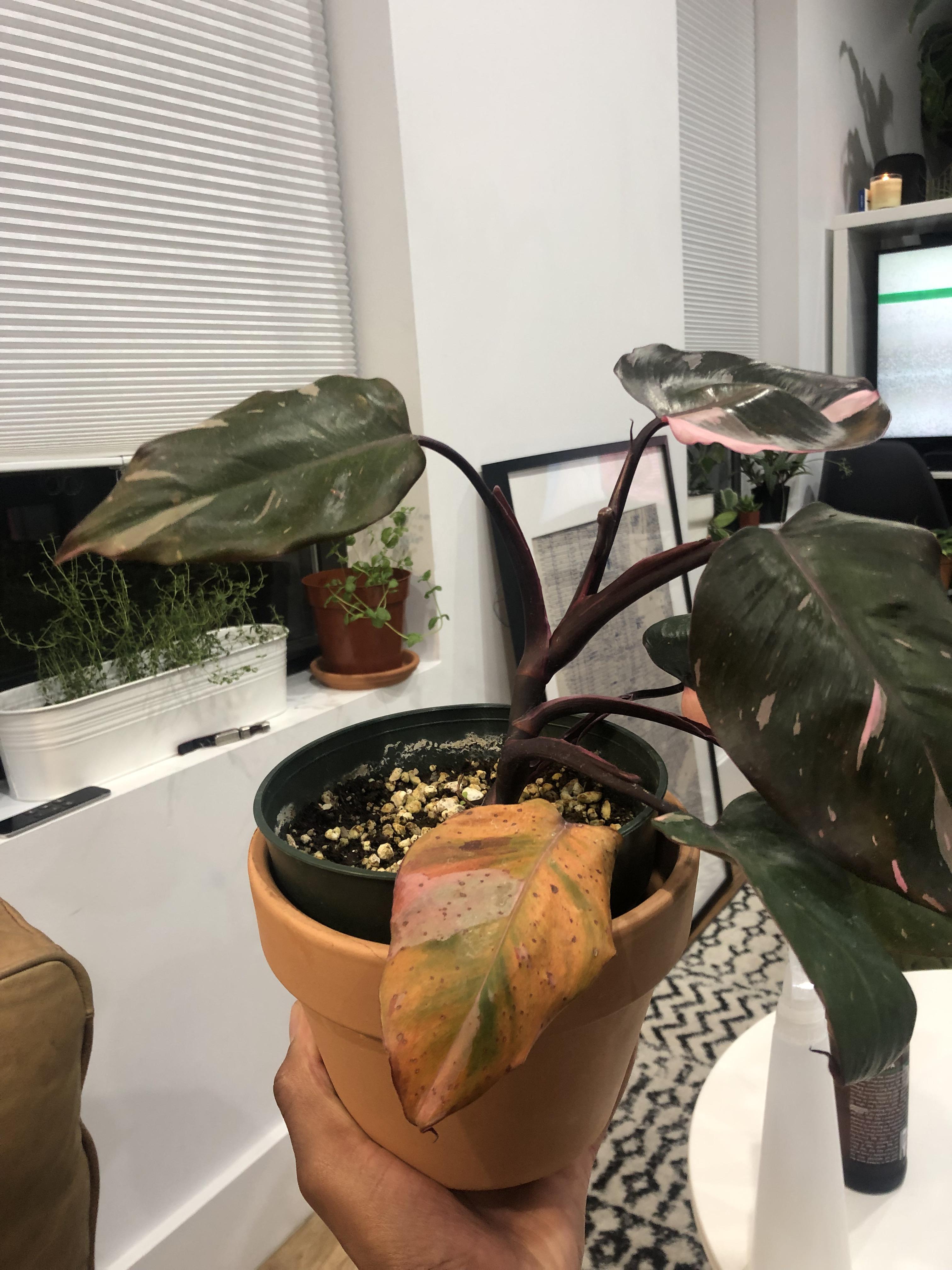 My pink princess is turning orange. Is this normal or is she getting