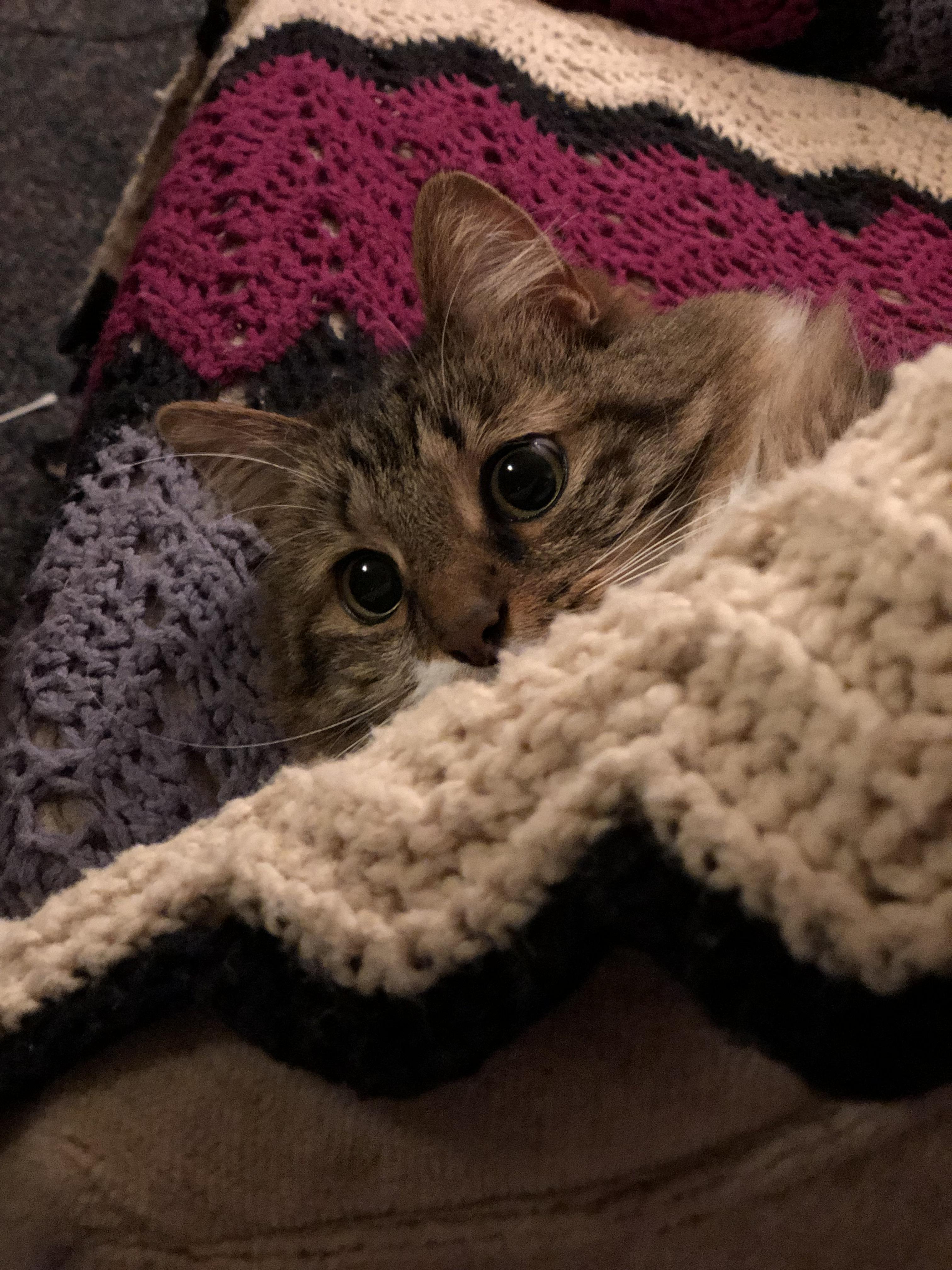 Her name is Max r/tuckedinkitties