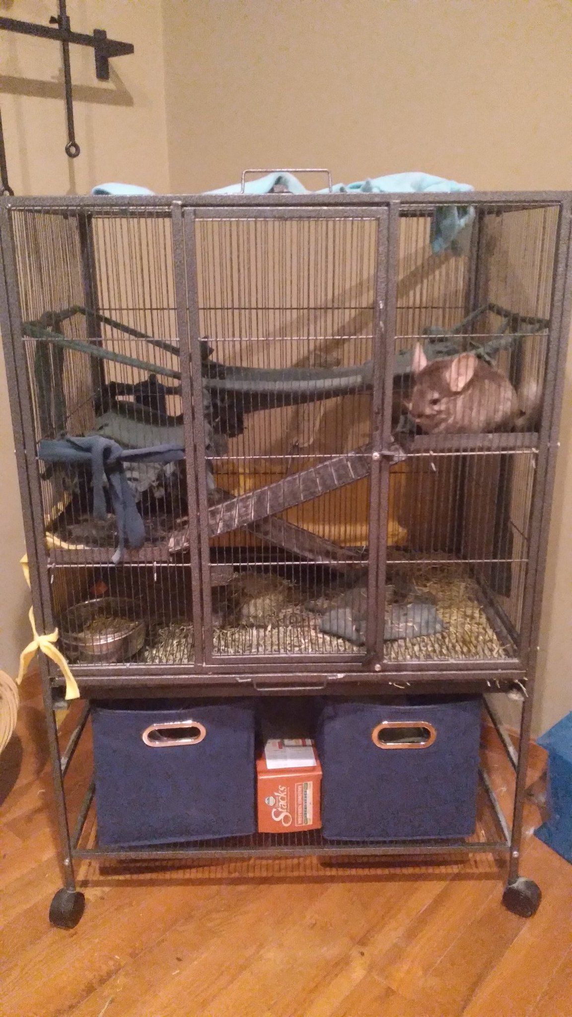 Could anyone help me ID this cage? Am adopting these chimichangas and