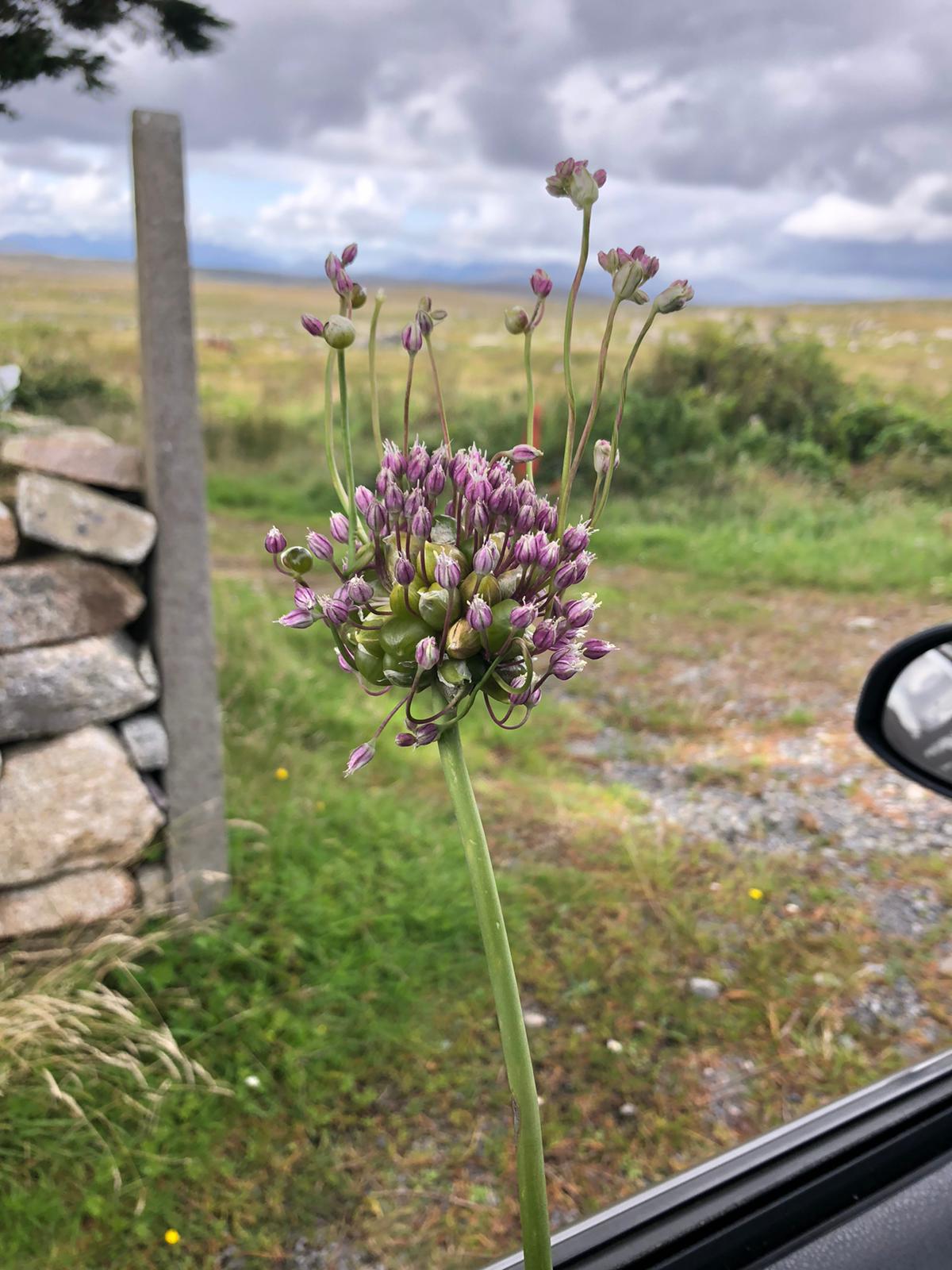 Stem around 4ft long, smells of garlic. Found in rocky bogland in the