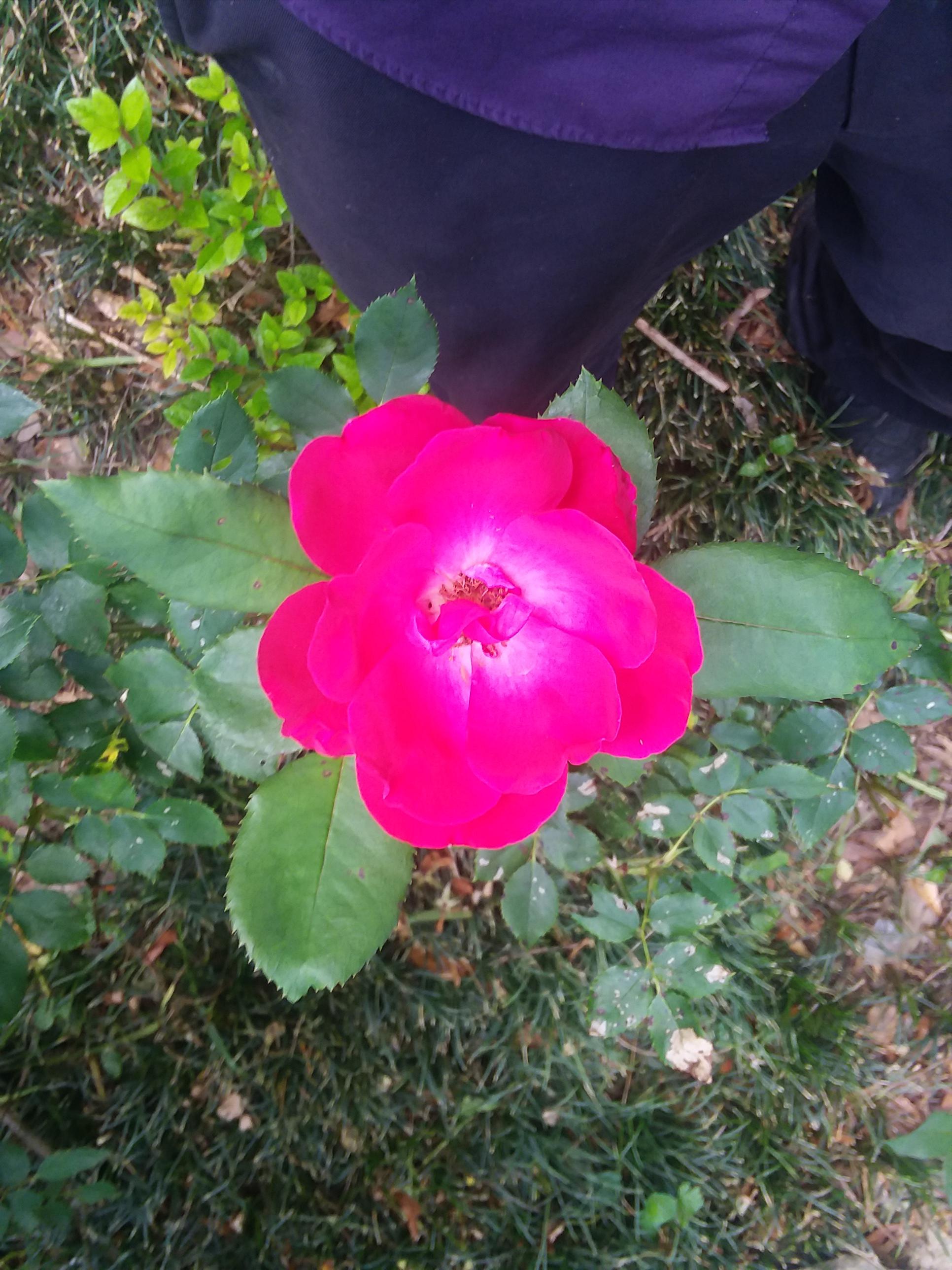 This Rose Smells AMAZING! r/gardening