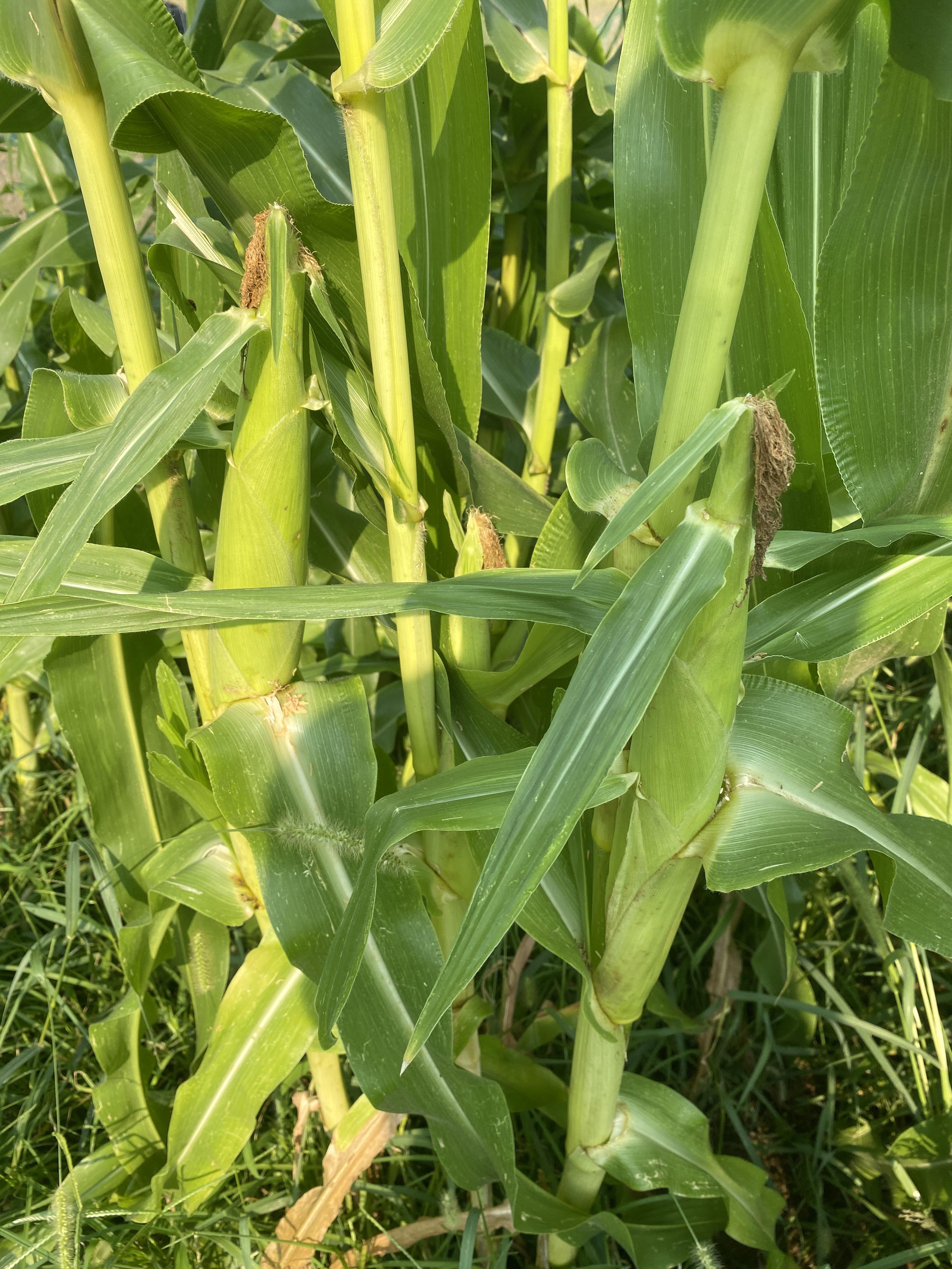 Peaches and Cream sweet corn appears done, but it’s small r/gardening