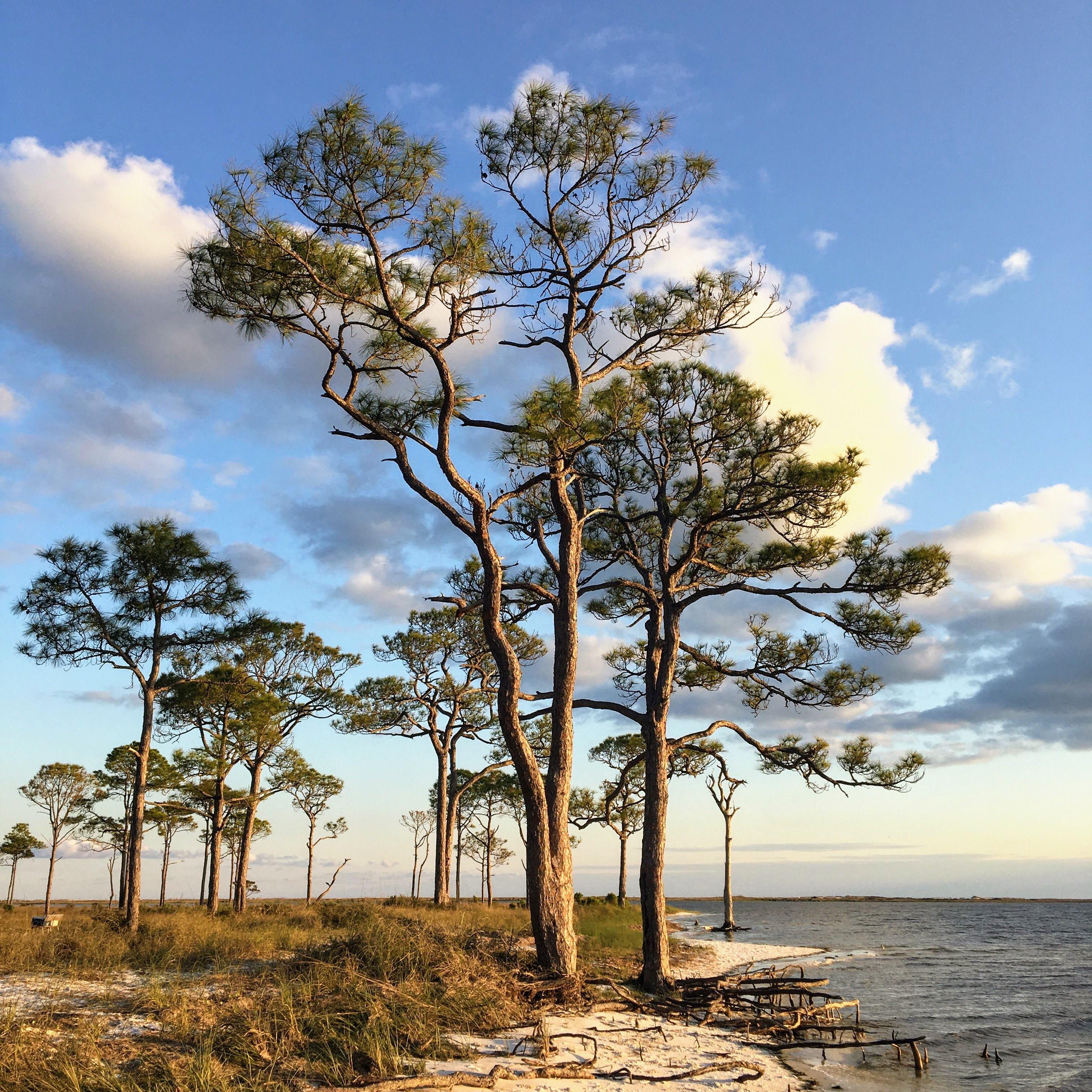St. Island State Park, FL, USA [3024×3024] Wallpaperable