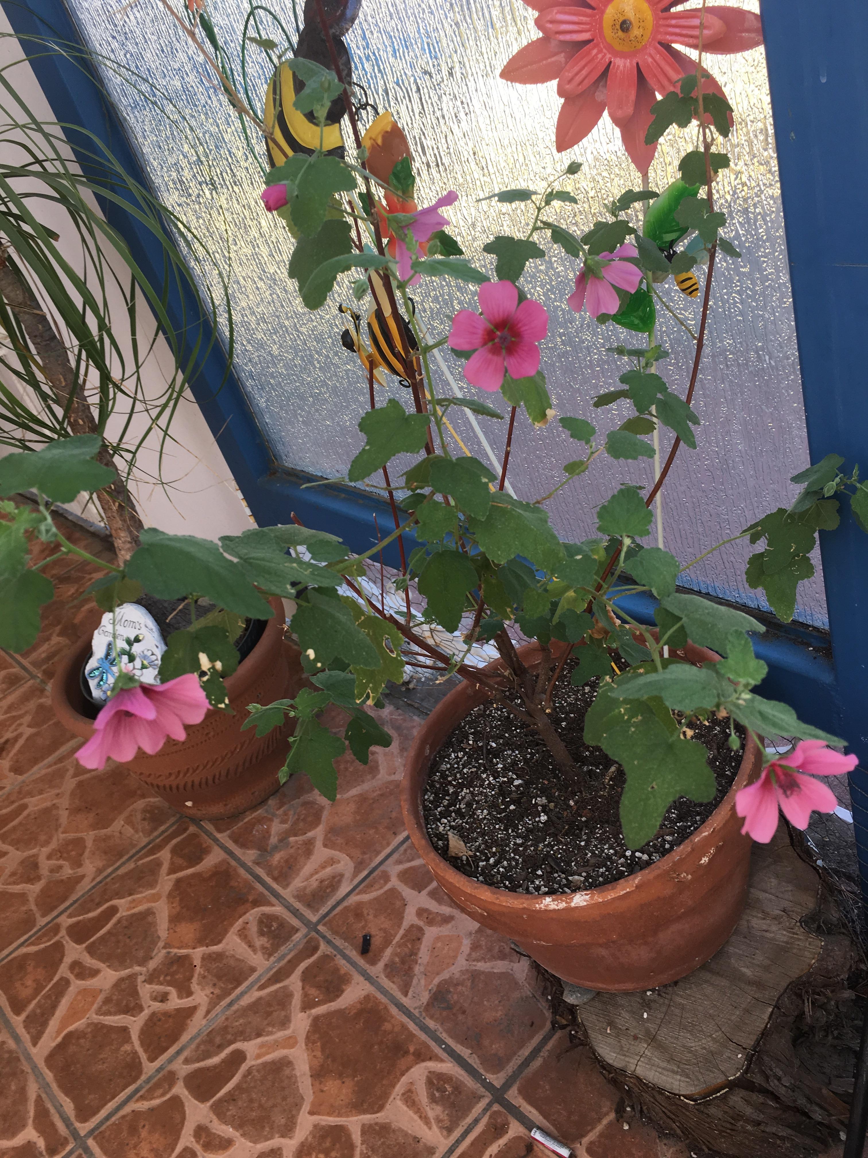 What is this plant I purchased in San Francisco? r/whatplantisthis