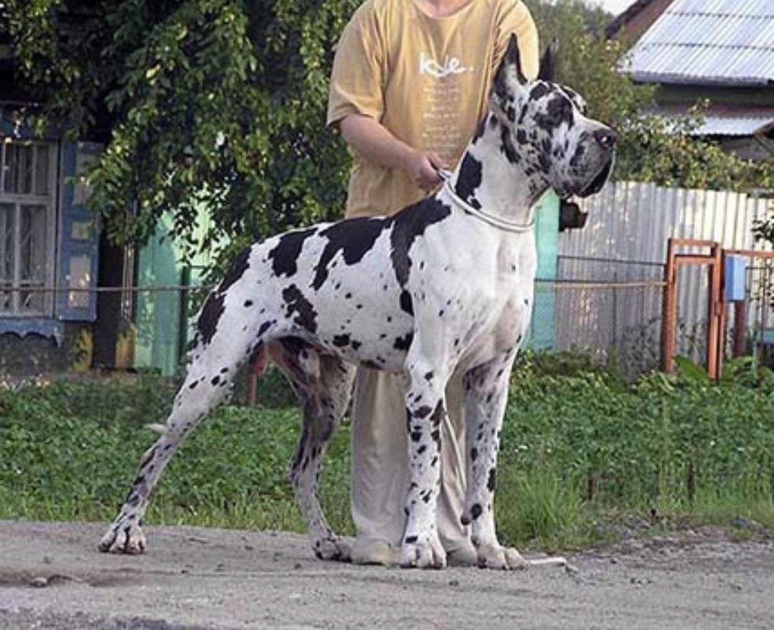 My old Great Dane’s father, Tabarka De La Benjamine, from Russia. r