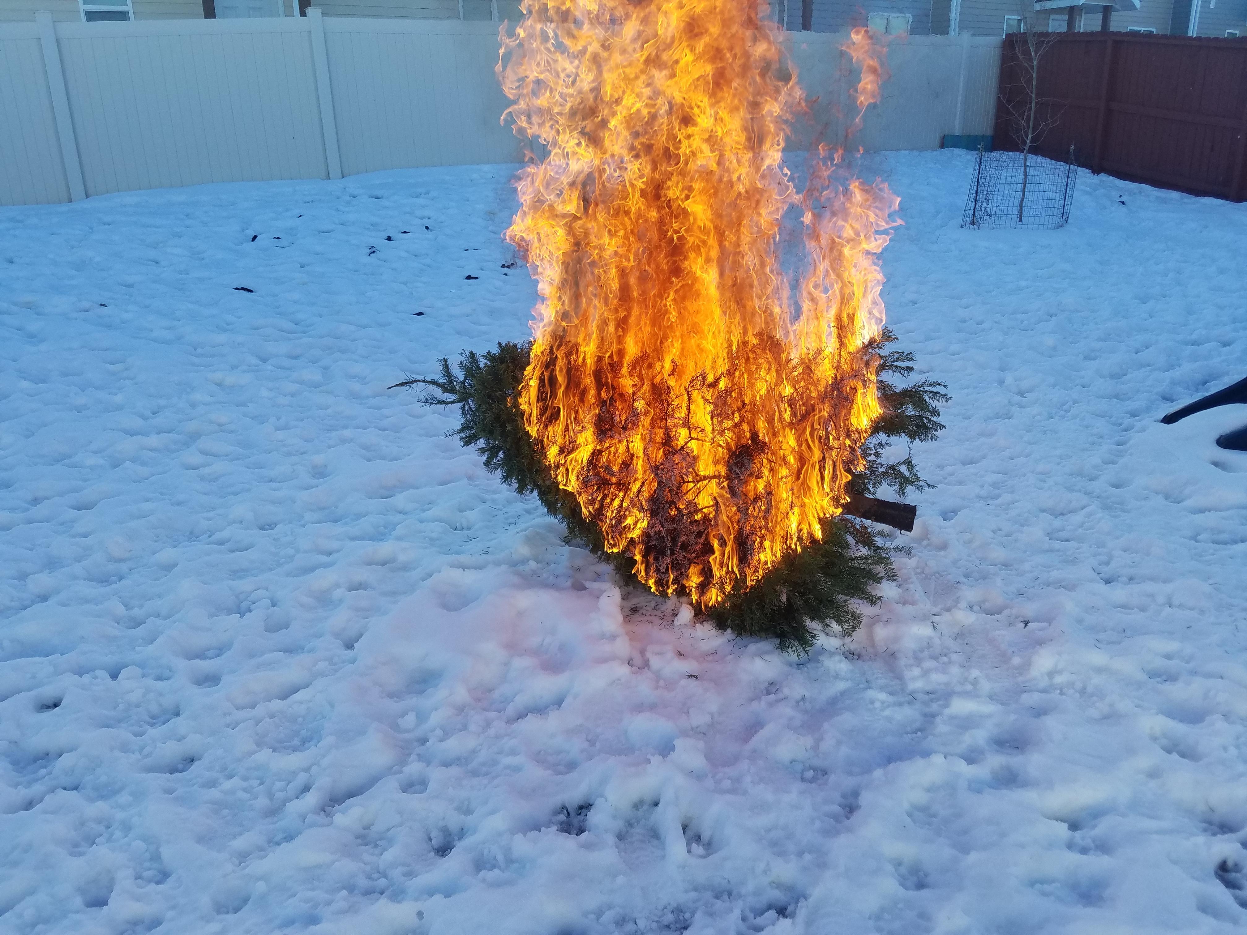 Took down the Christmas tree today. I think we let it get too dry. r/pics