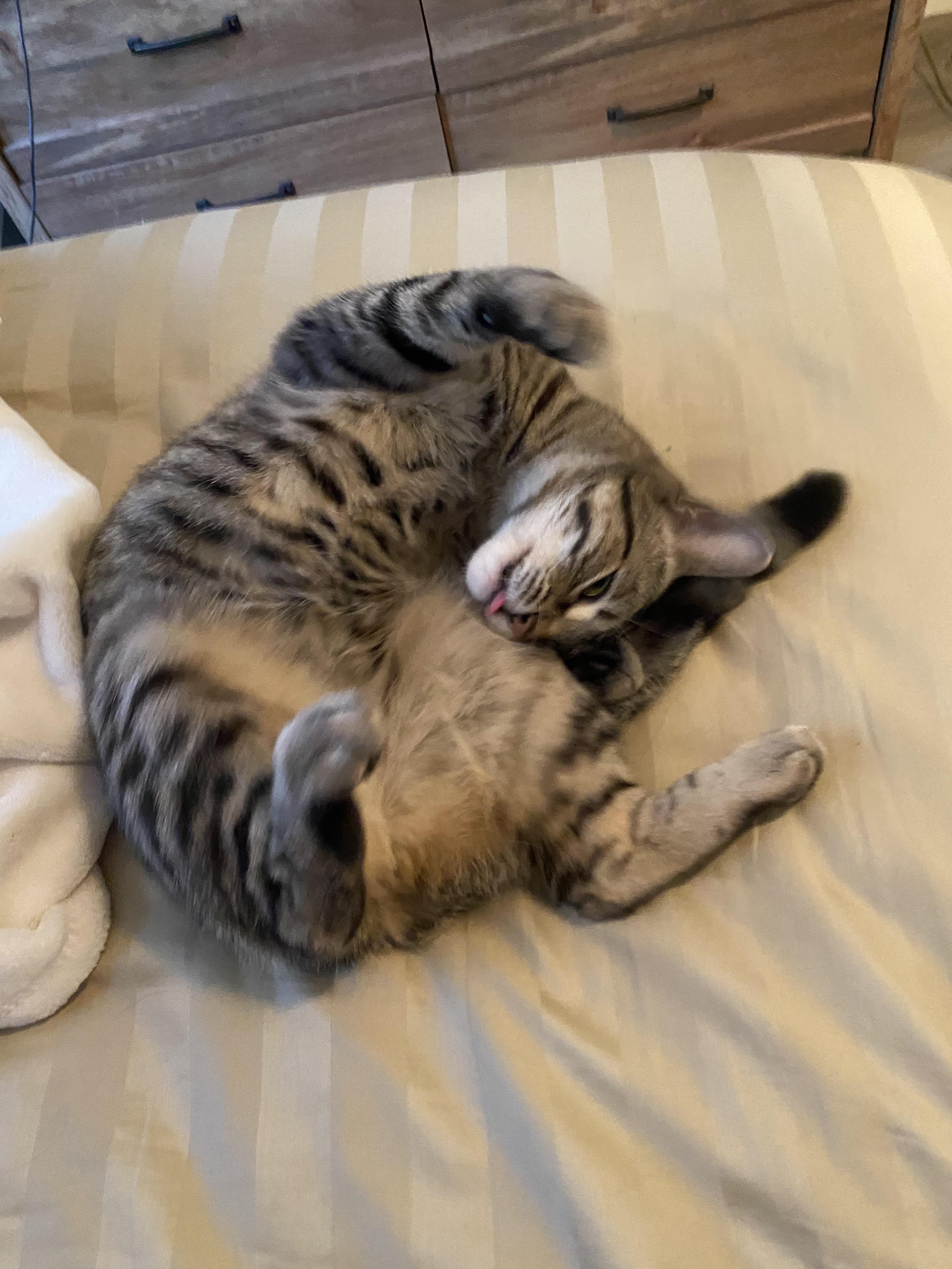 kitty cat go brrr r/cats