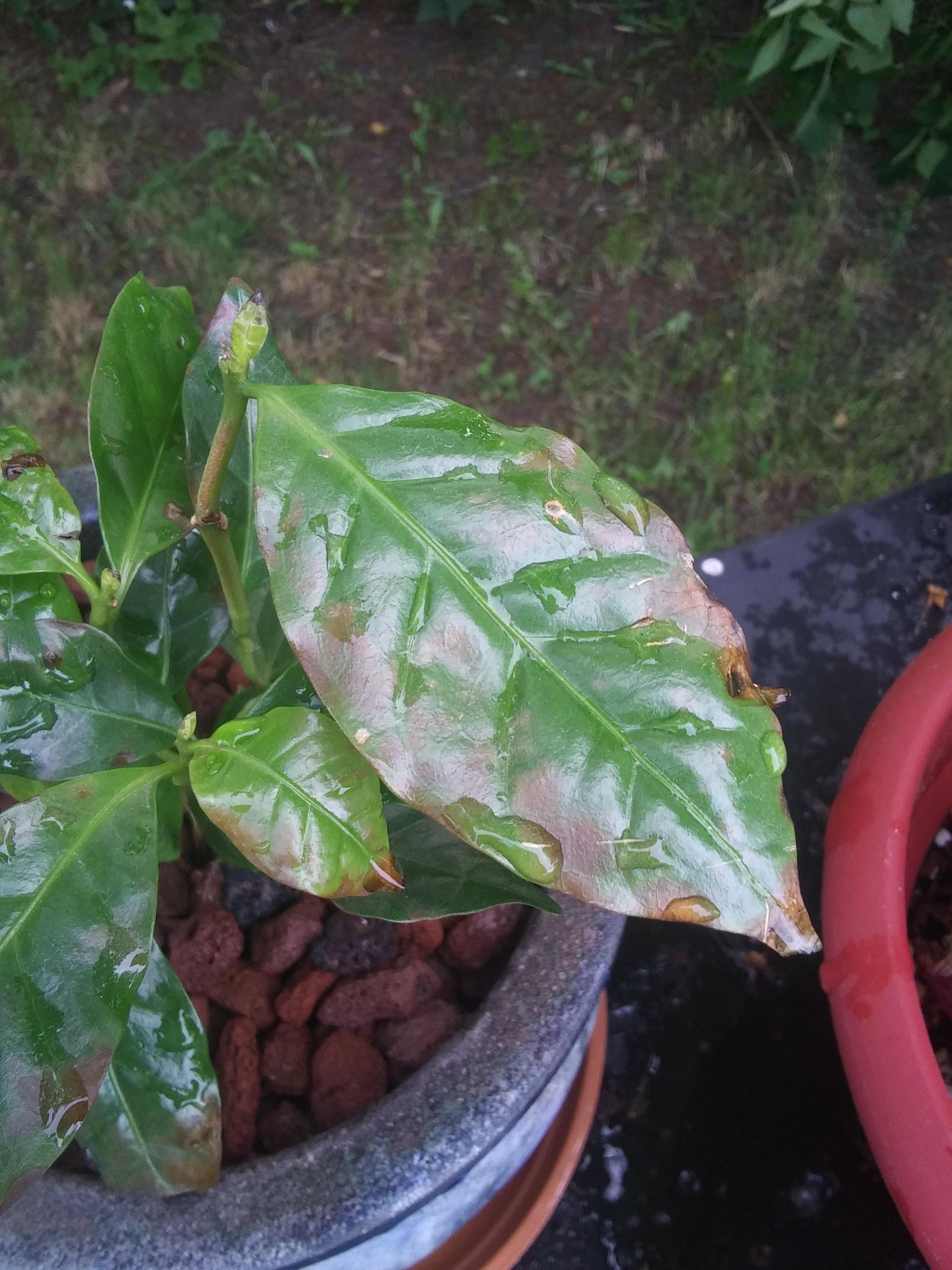 What's going on with my coffee plant and how do I fix it? r/plantclinic