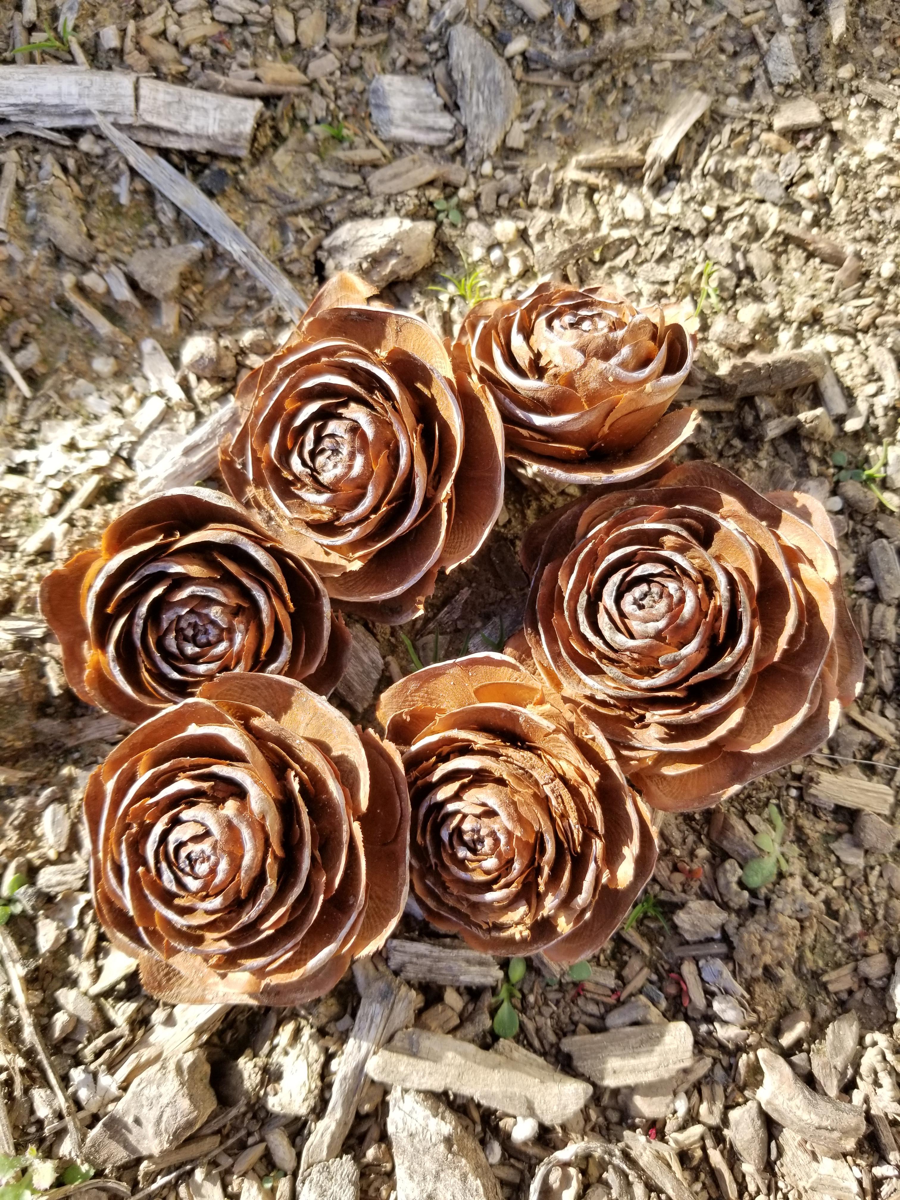 These pinecones that look like roses r/mildlyinteresting