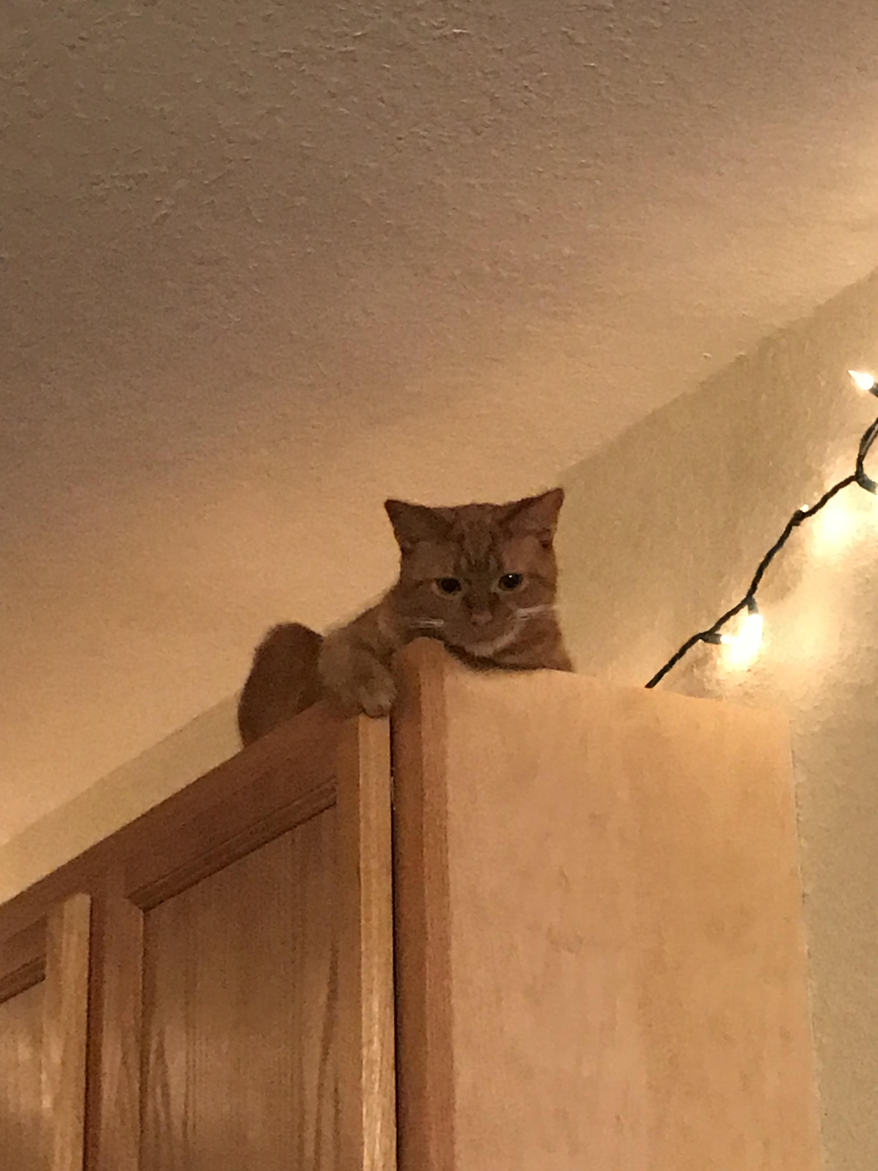 My cat’s favorite spots on top of the r/aww