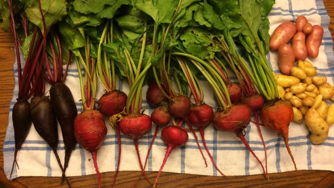 A beautiful beet and potato harvest this evening. r/gardening