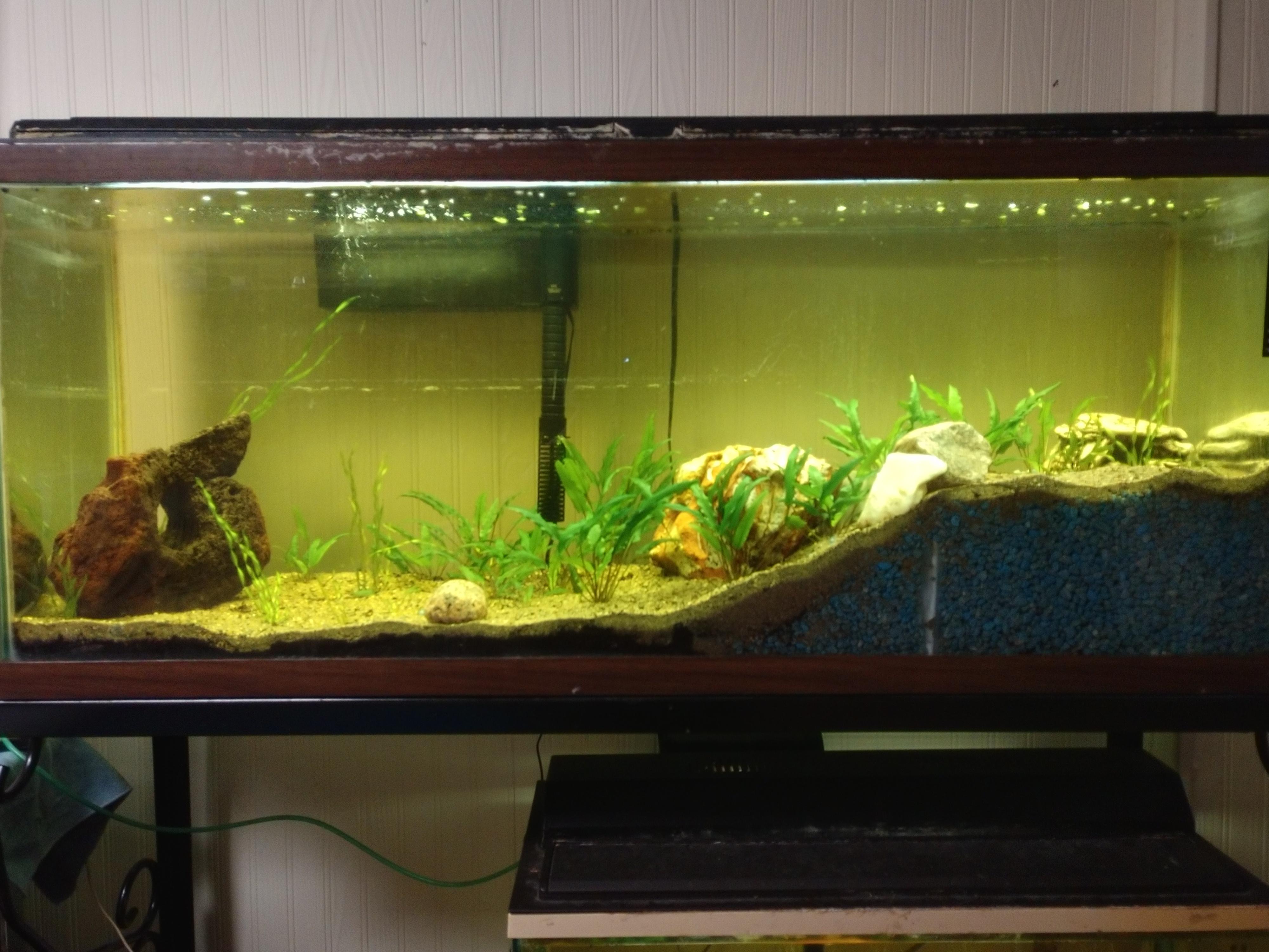 My newish 55g tank, water is still cycling so no fish yet, maybe next