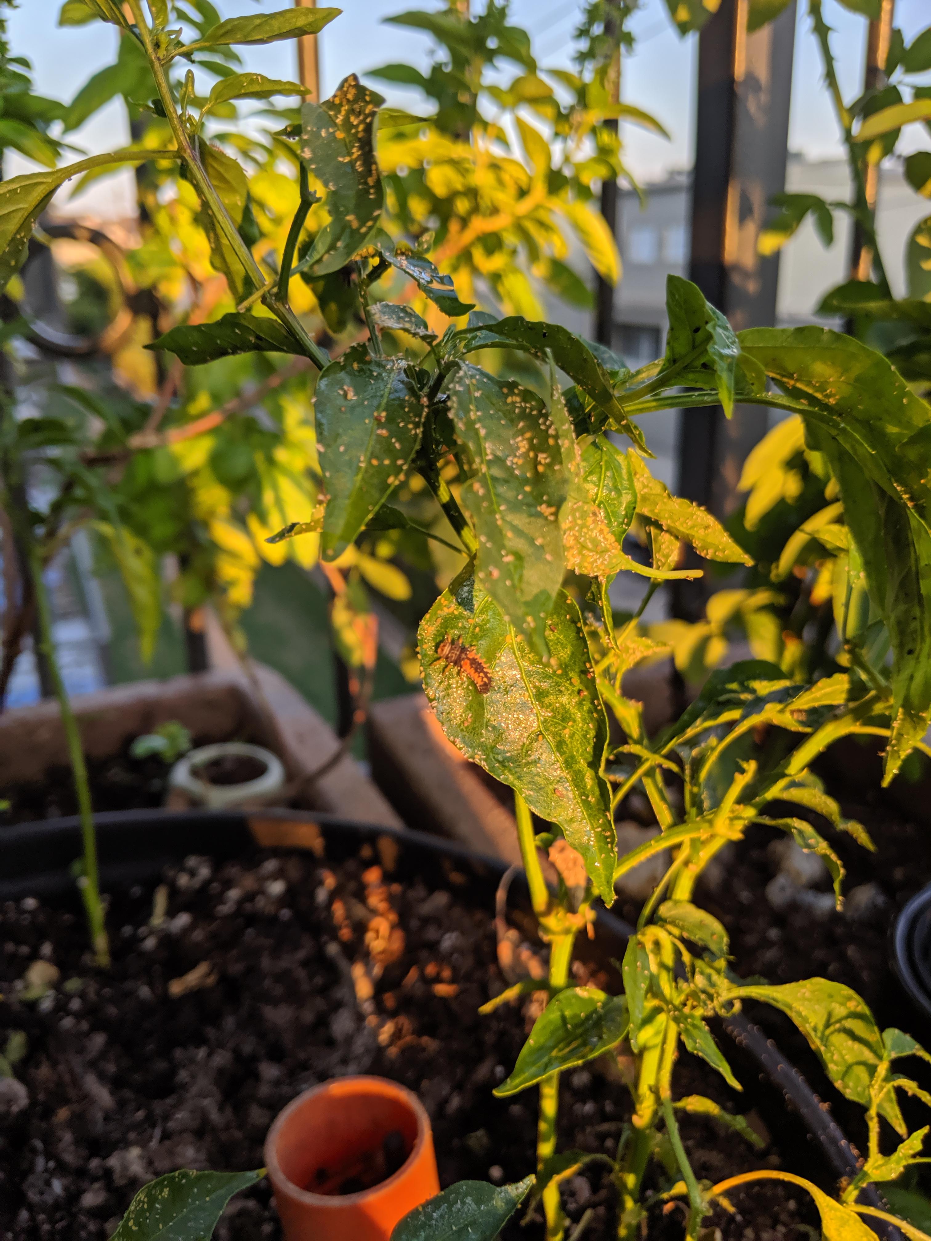 What kind of insect is taking over my pepper plants?! r/insects
