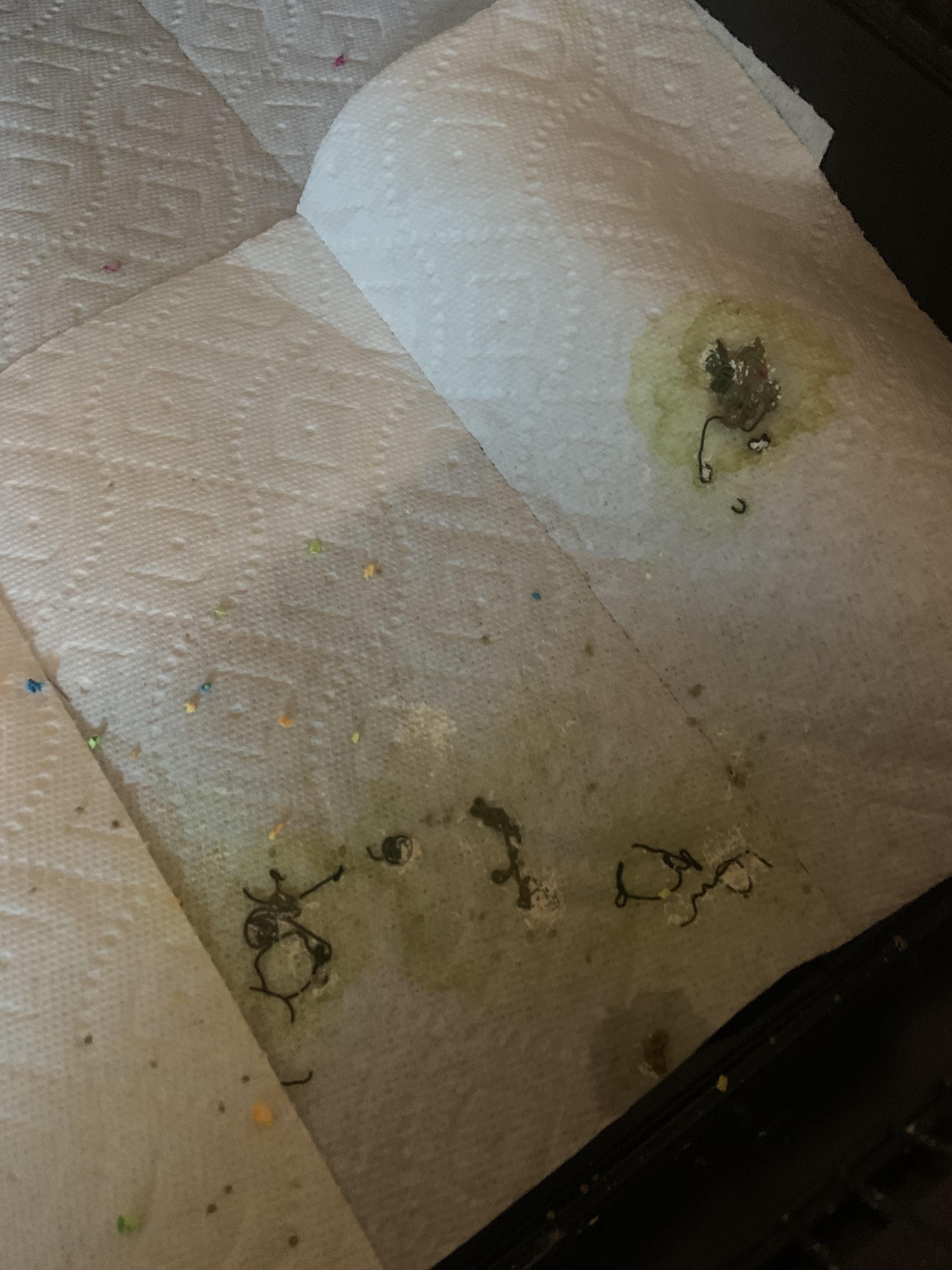 My cockatiels poop has looked like this for a couple days now… r