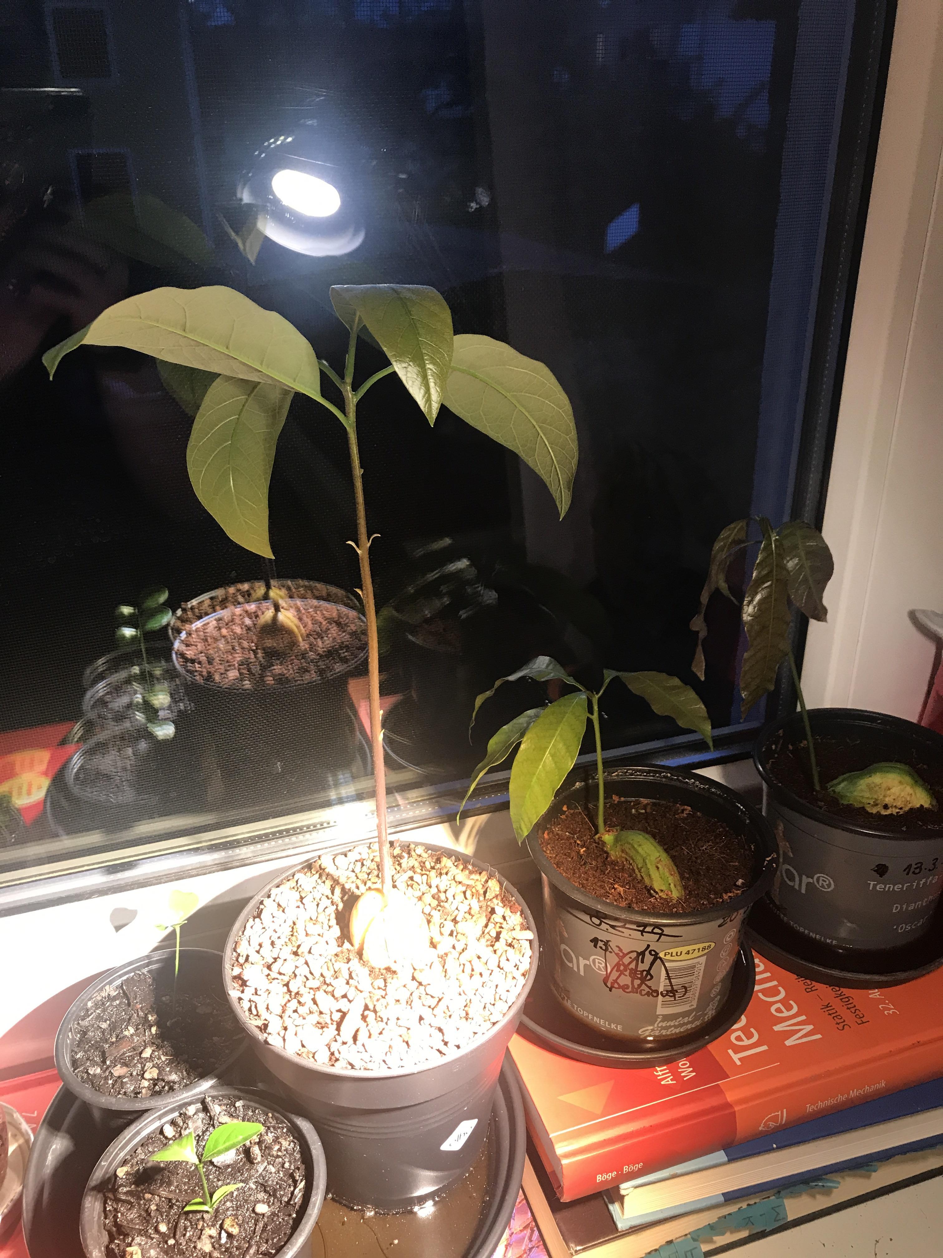 The leaves of my avocado tree started curling today. What is wrong with