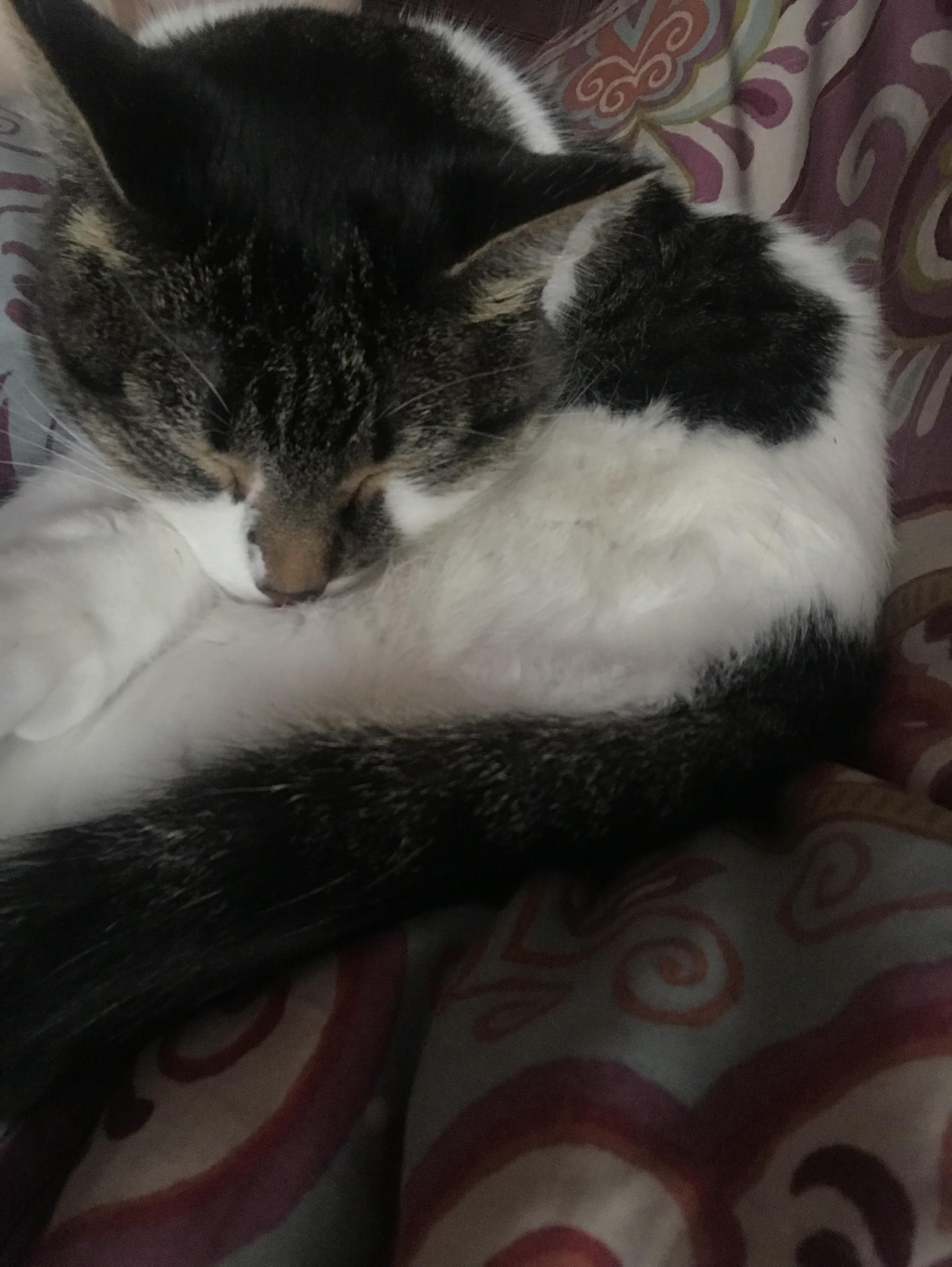 Flo doesn't much like being constrained under the covers, but she sure