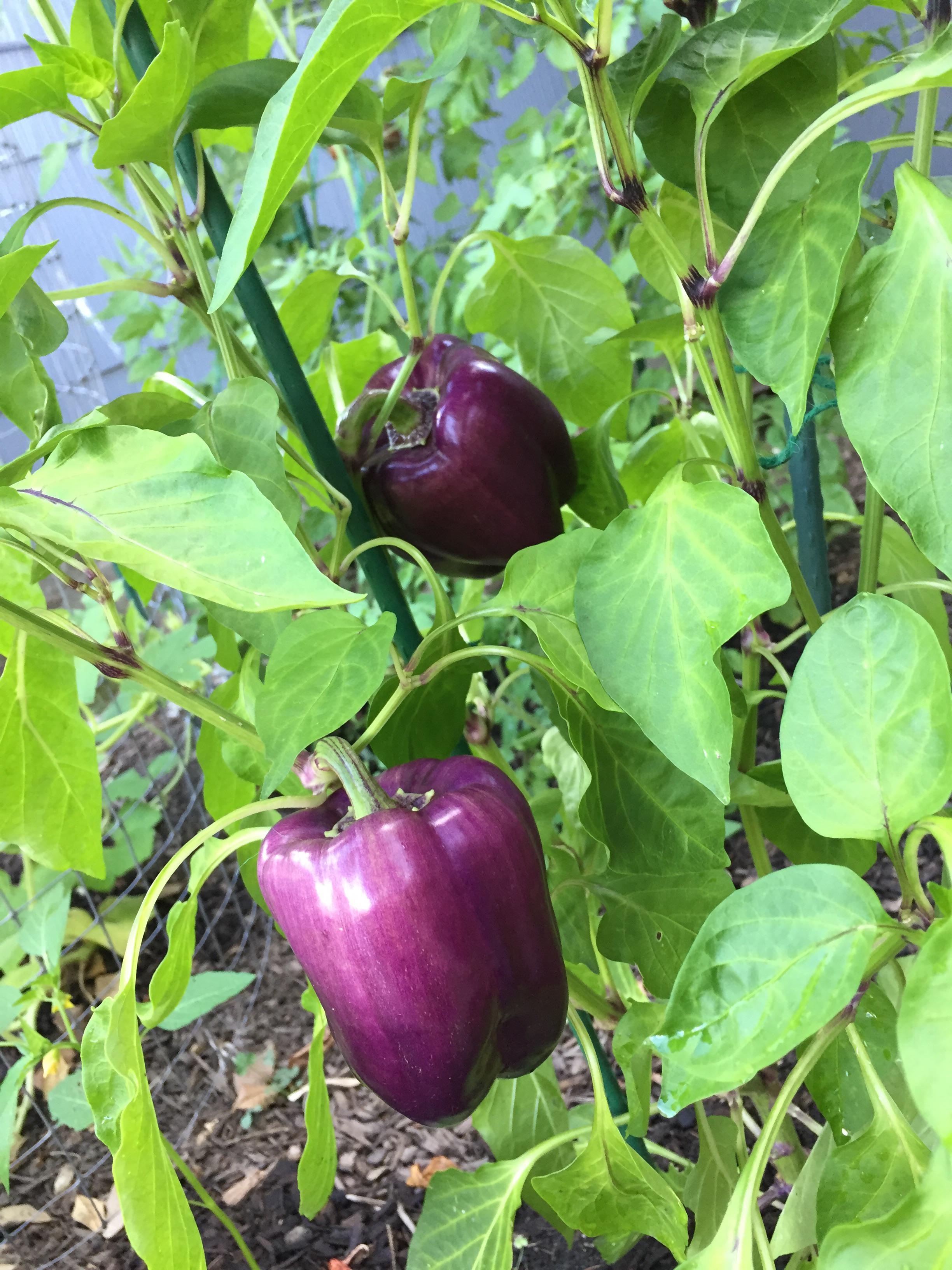 My lovely purple peppers! r/gardening