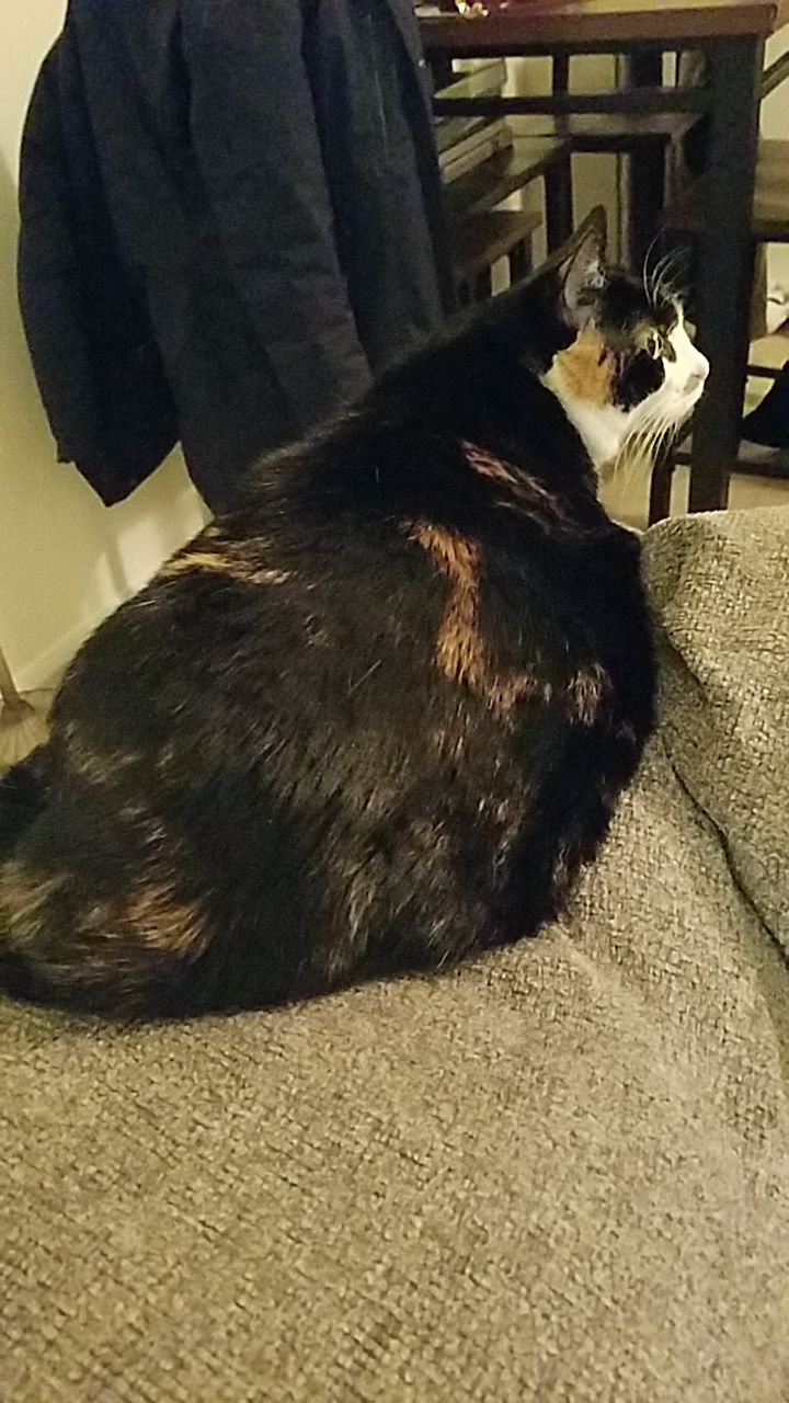 Shroudyrowdy Fortnite Tracker