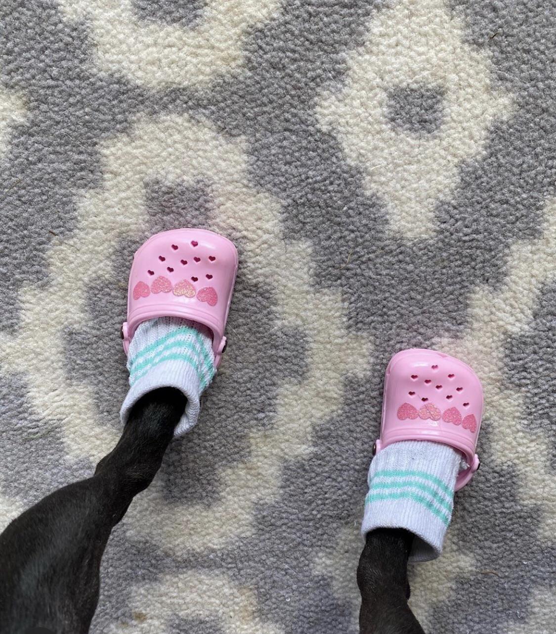 Dog crocs r/awfuleverything
