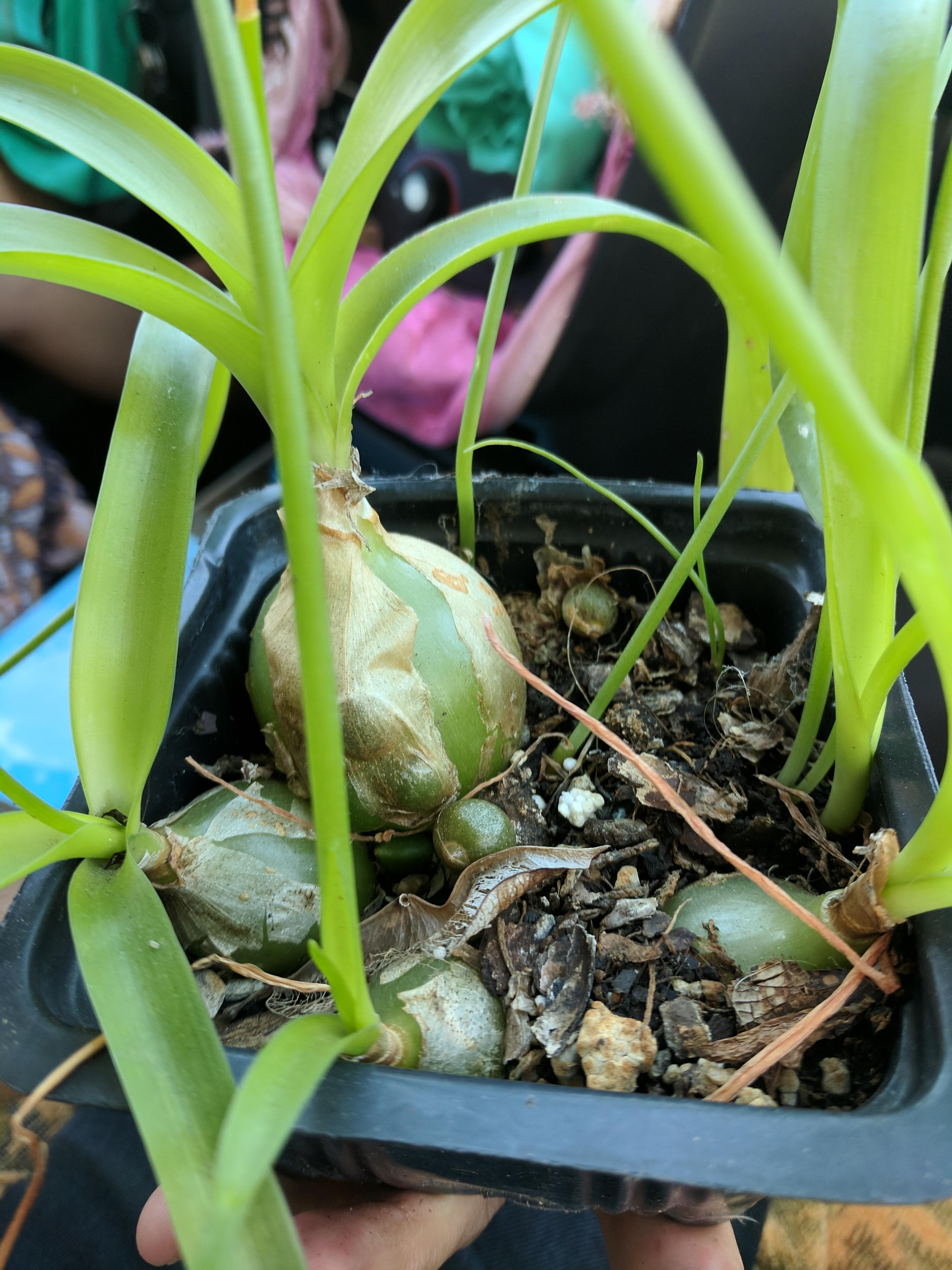 What's this onionlike plant? Found it at a yard sale in Los Angeles. I