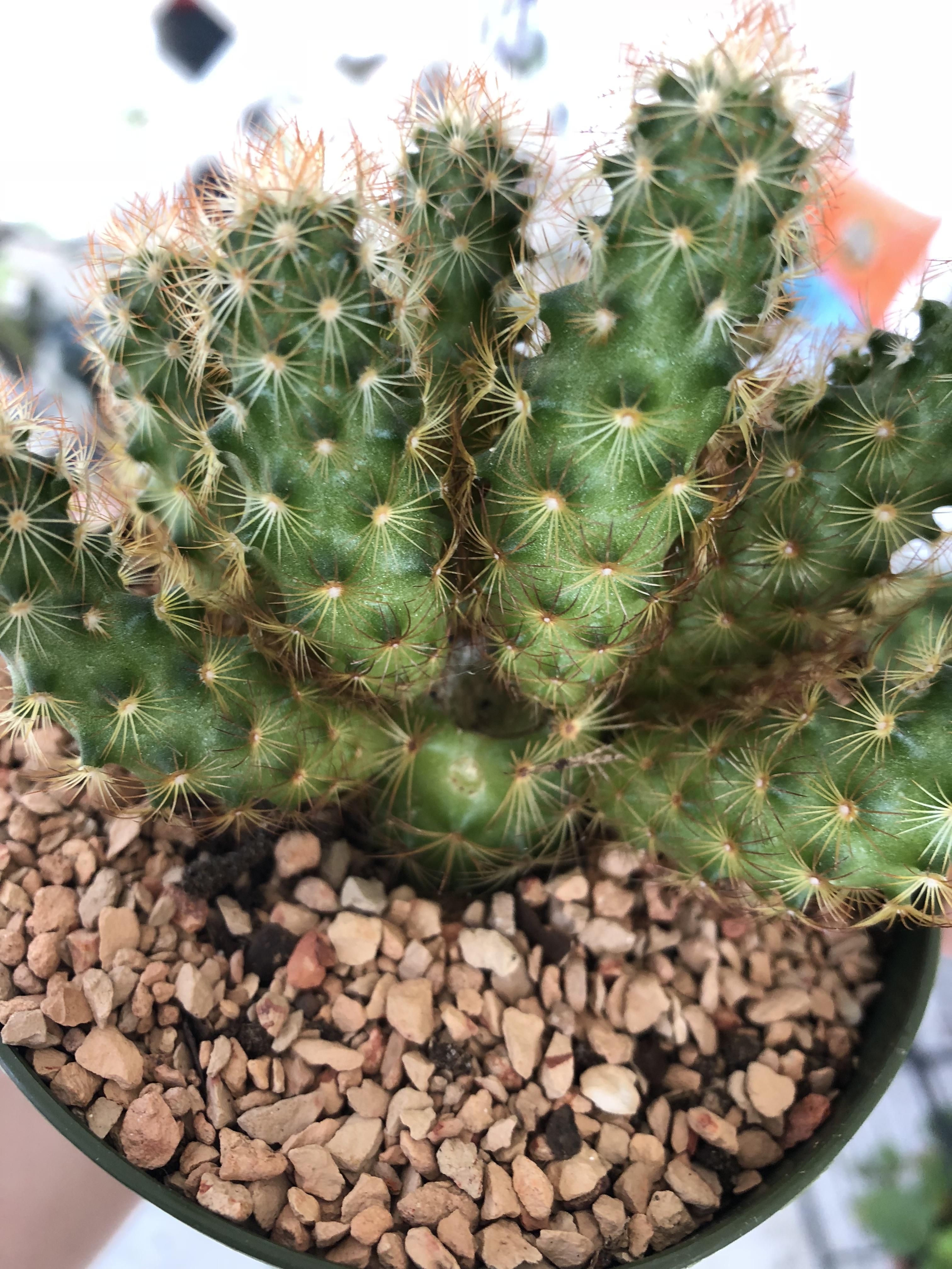 What’s wrong with the inner part of my cactus? One piece fell off. r