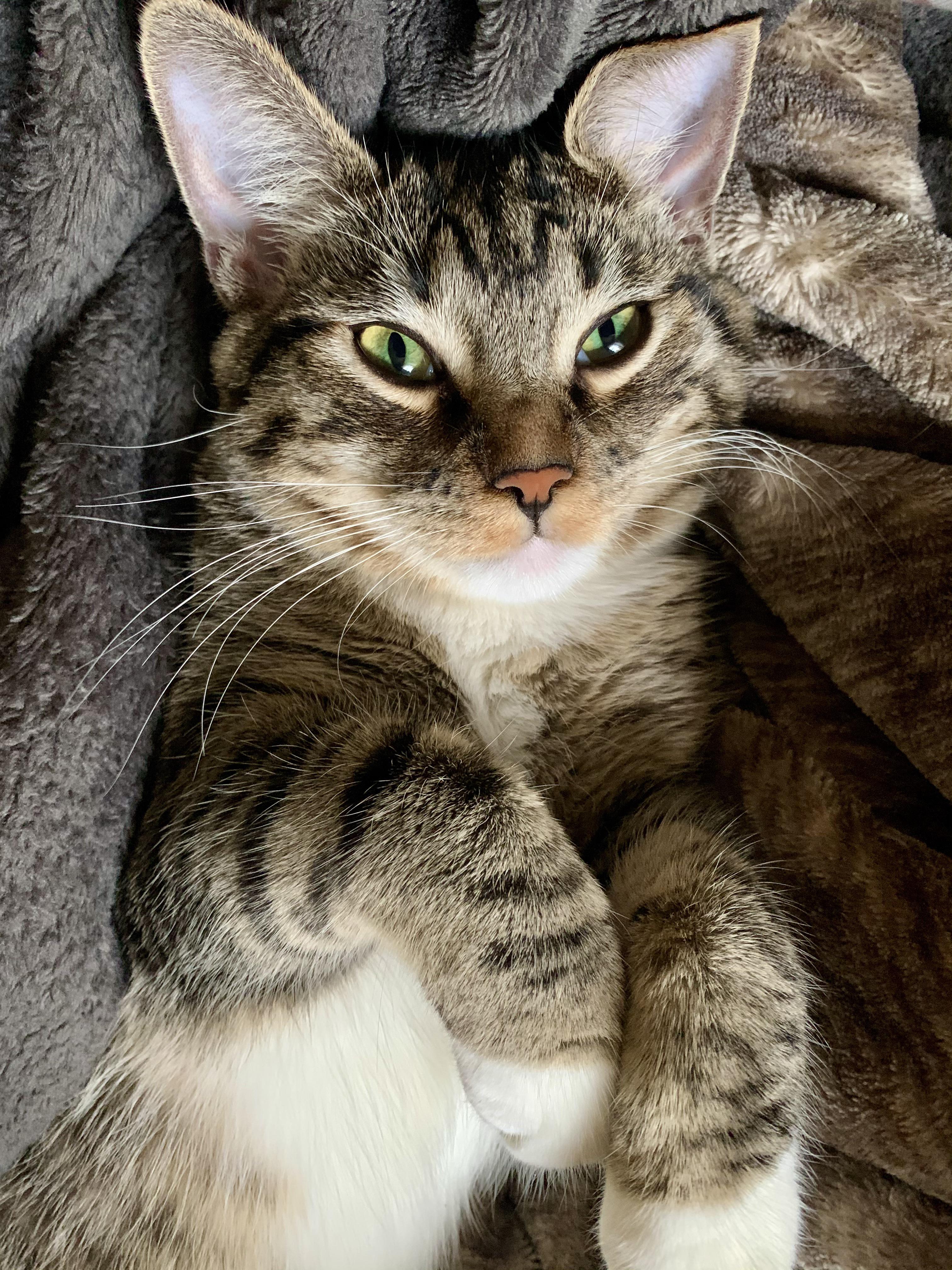 Felt cute, might destroy furniture later r/cats