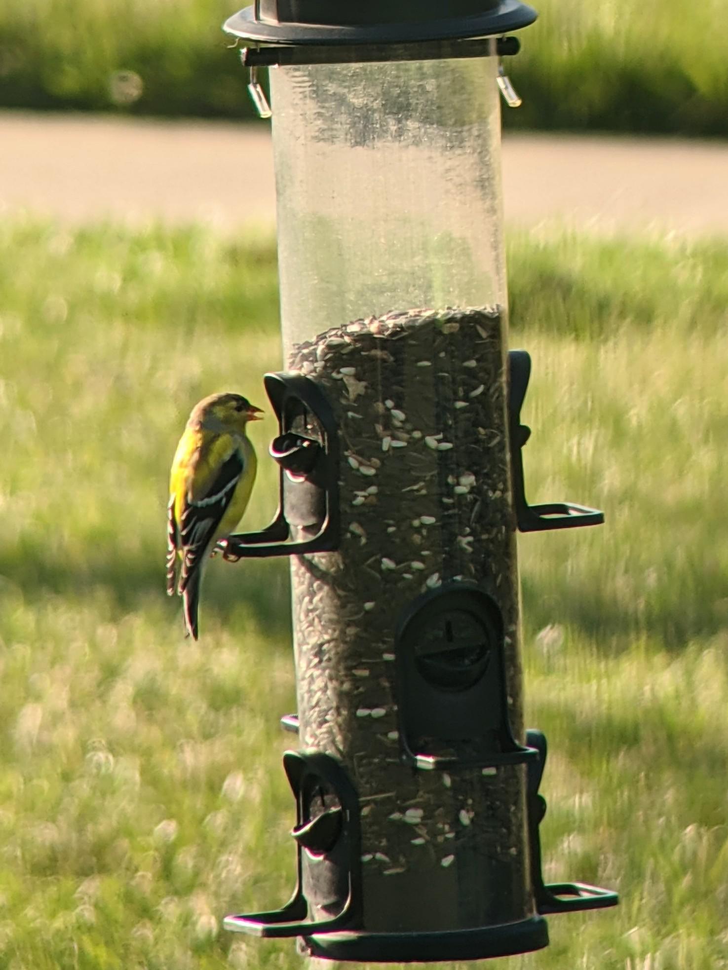 I filled up my feeder last night. These guys eat more than my kids