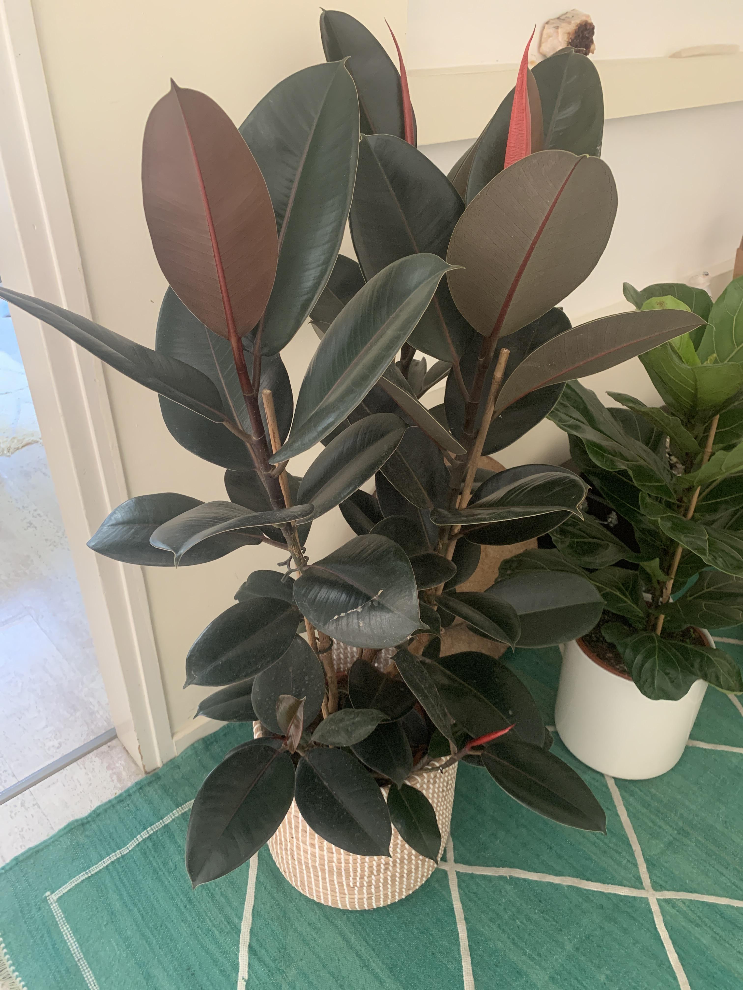Hello plant geniuses, what is this plant and how do I care for it?? r