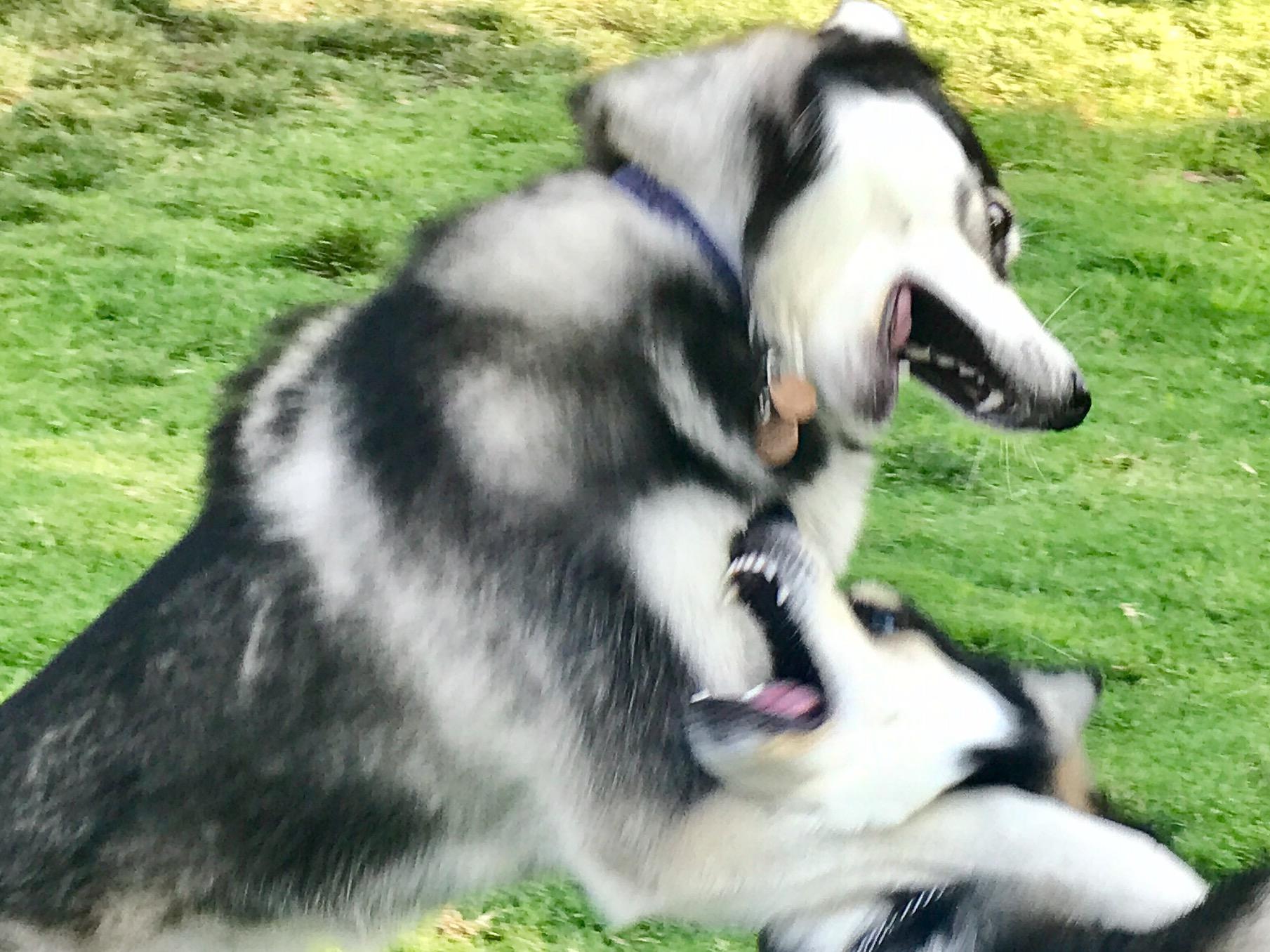 Truly huskies are the most majestic of dogs when they play. r/husky
