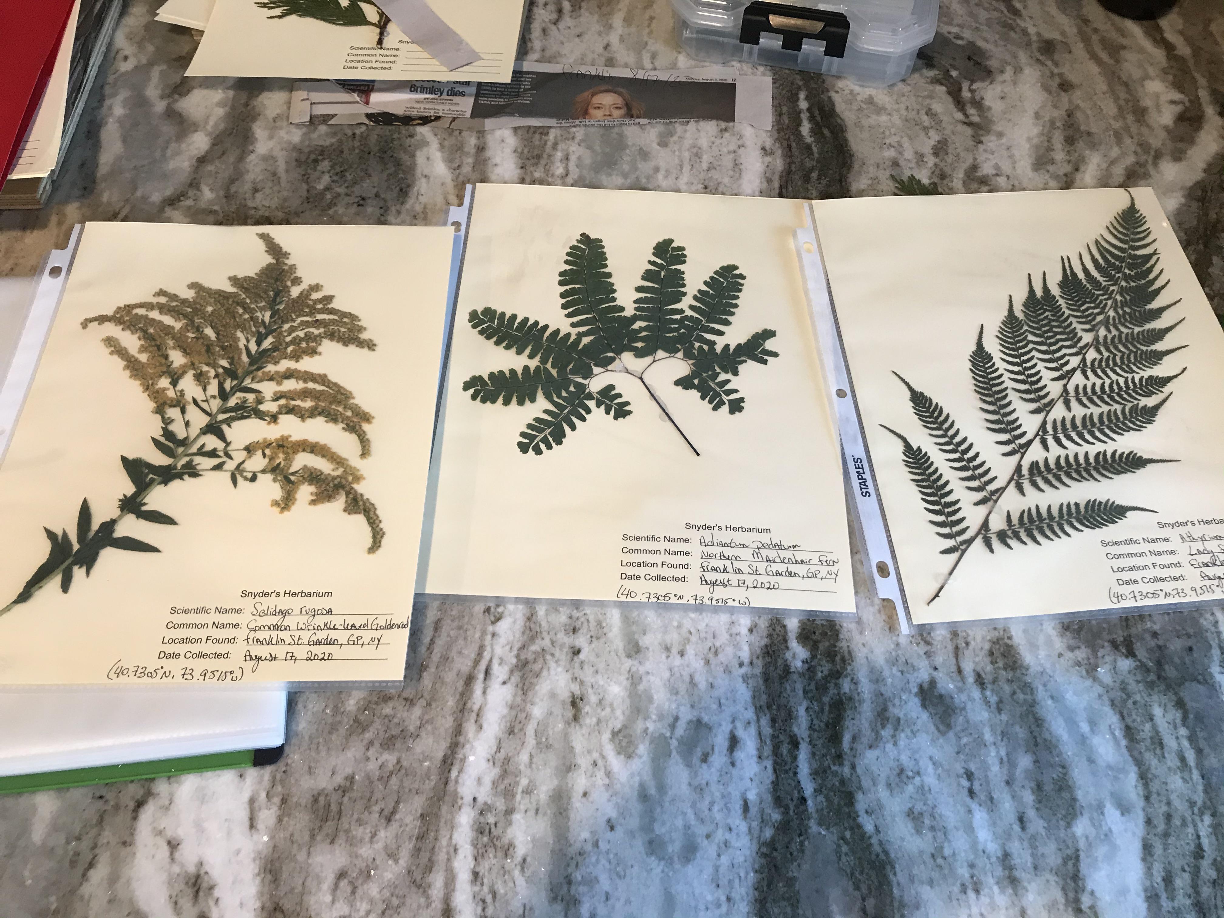Starting up my herbarium! Any and all tips are always r/botany