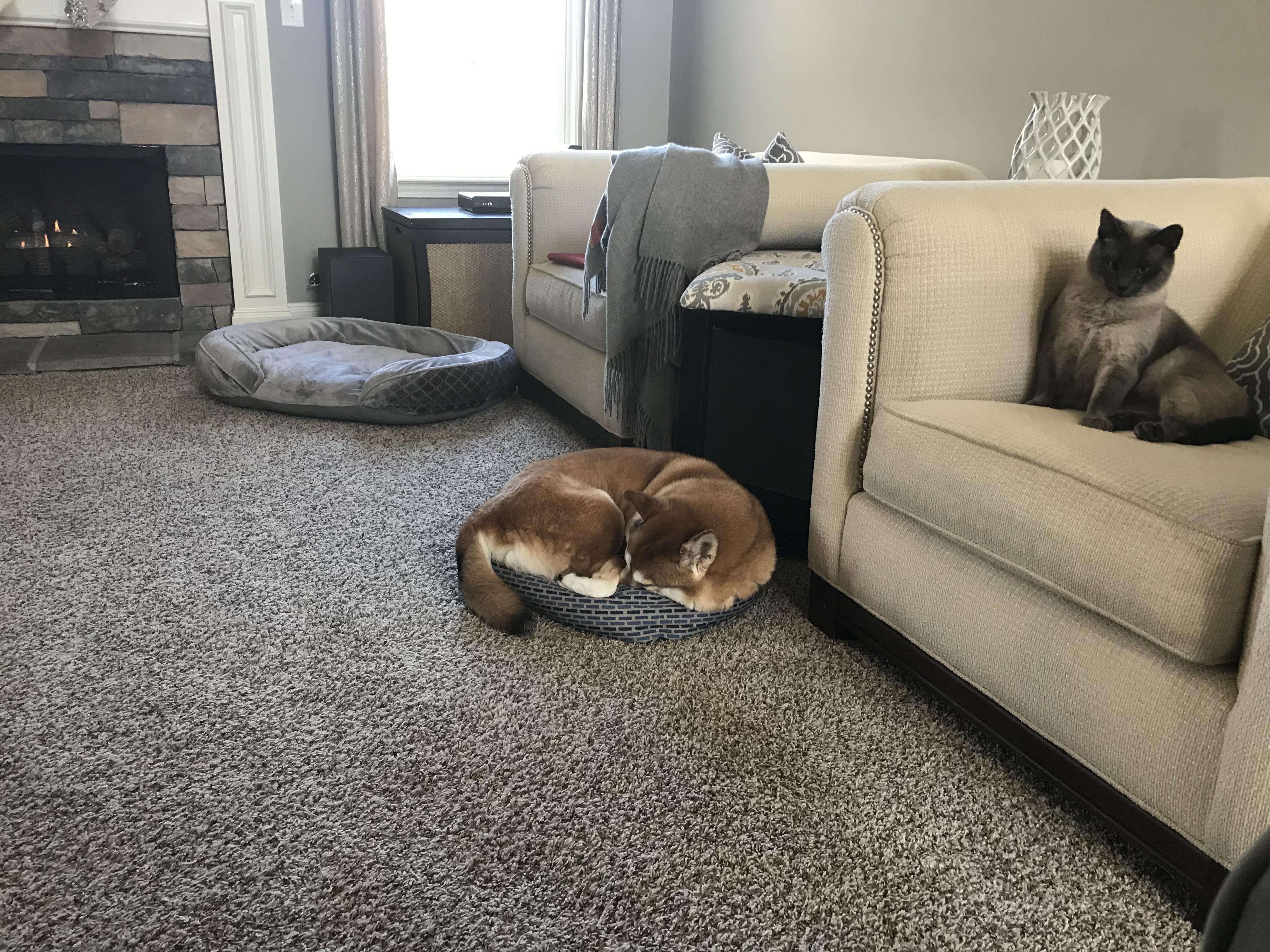 Perfectly good dog bed but I’m gonna squeeze into this tiny cat bed