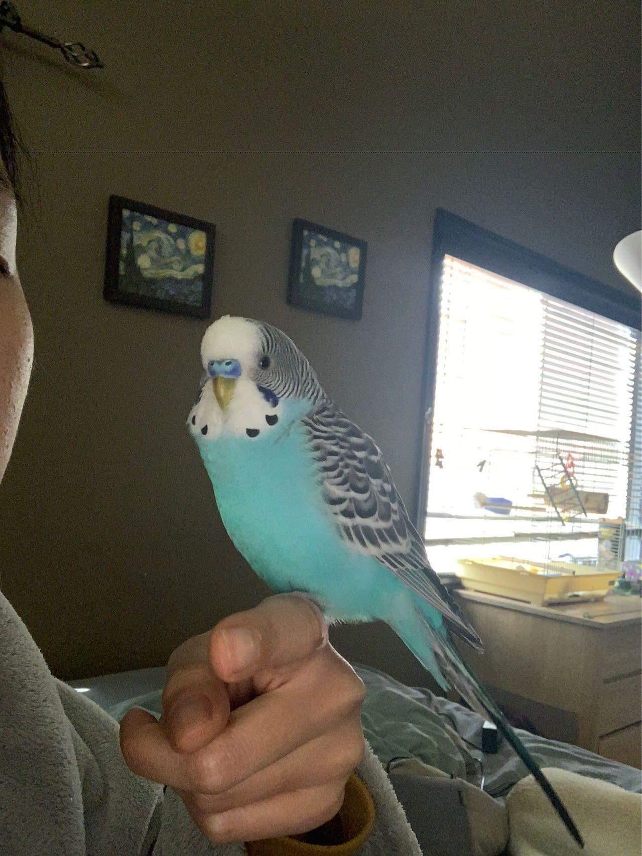 Oh no, bird did the flying thing again. r/DynamicBanter