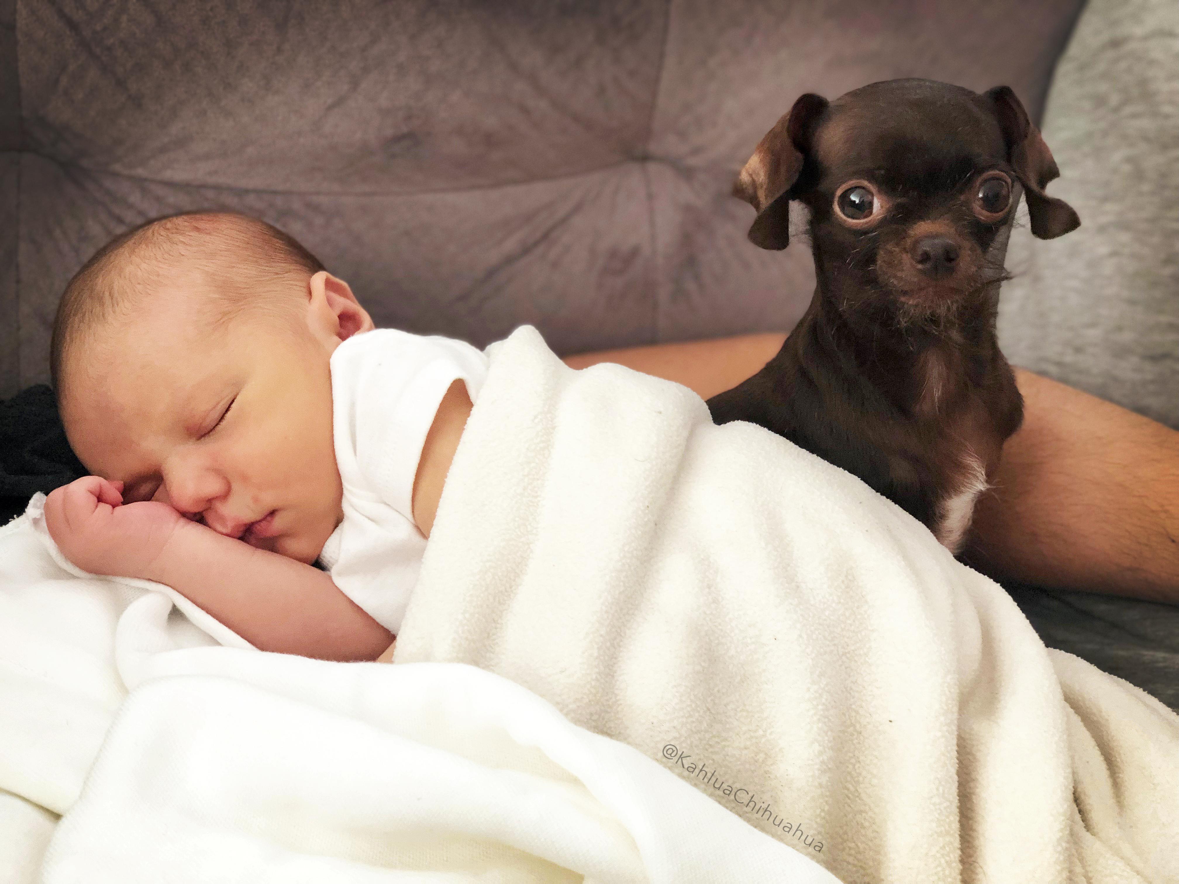 Kahlua spent 9 months snuggling with my wife's growing belly and she is