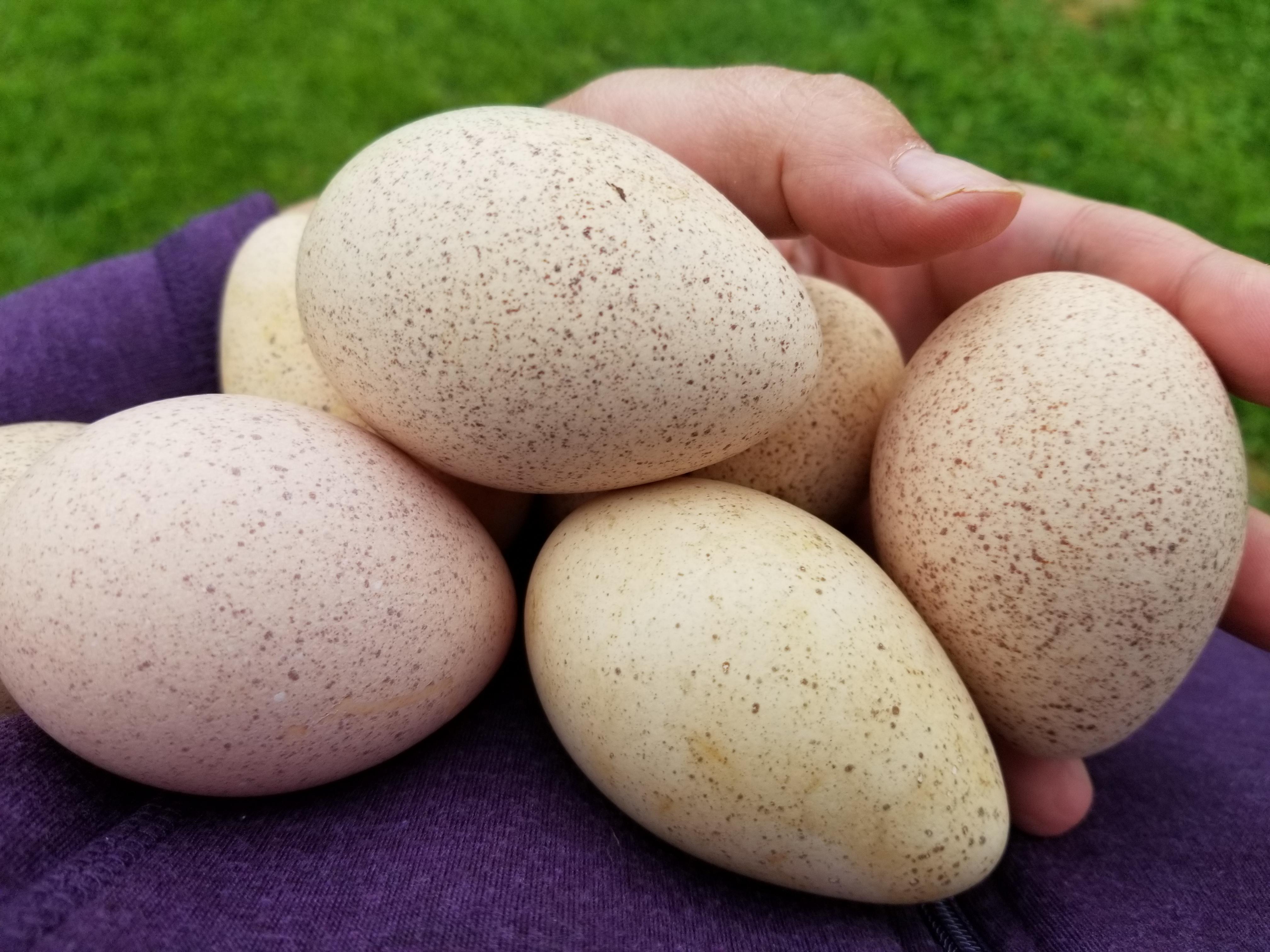 My turkey laid eggs in a bad spot. I moved them into her coop, but now