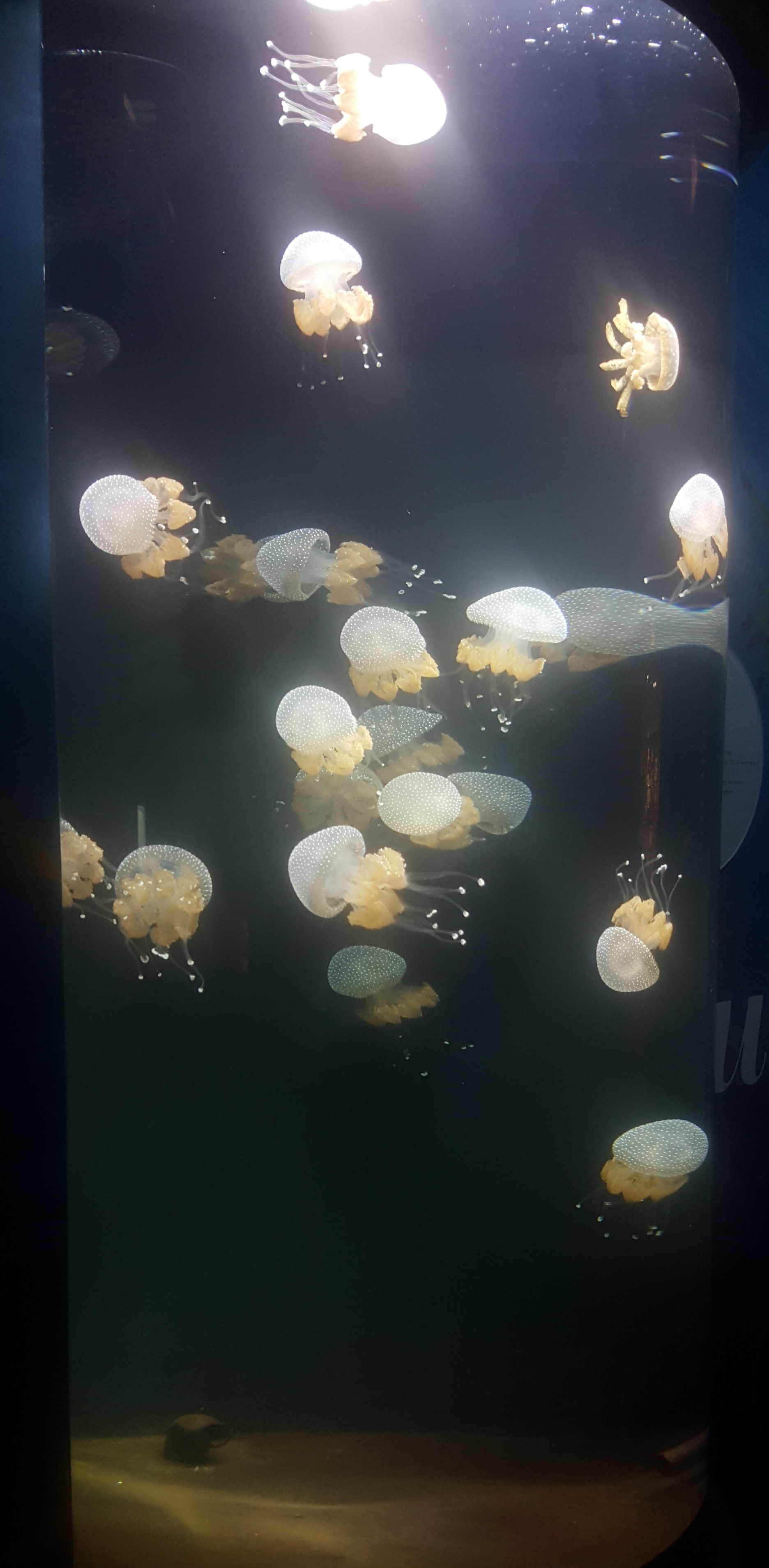 Went to the Shedd Aquarium in Chicago today, took tons of pics but this