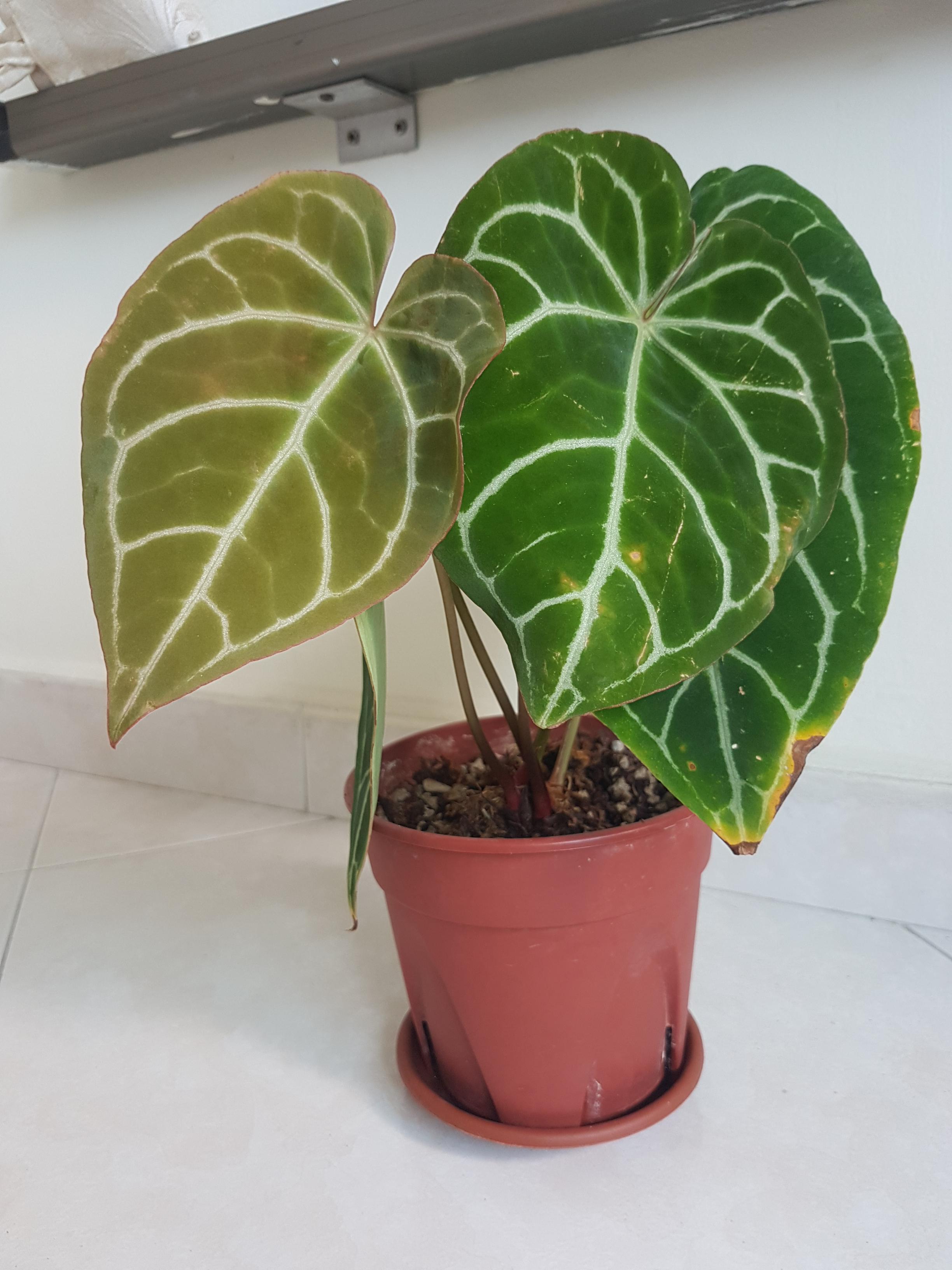 Yellow spots on anthurium crystallium r/plantclinic