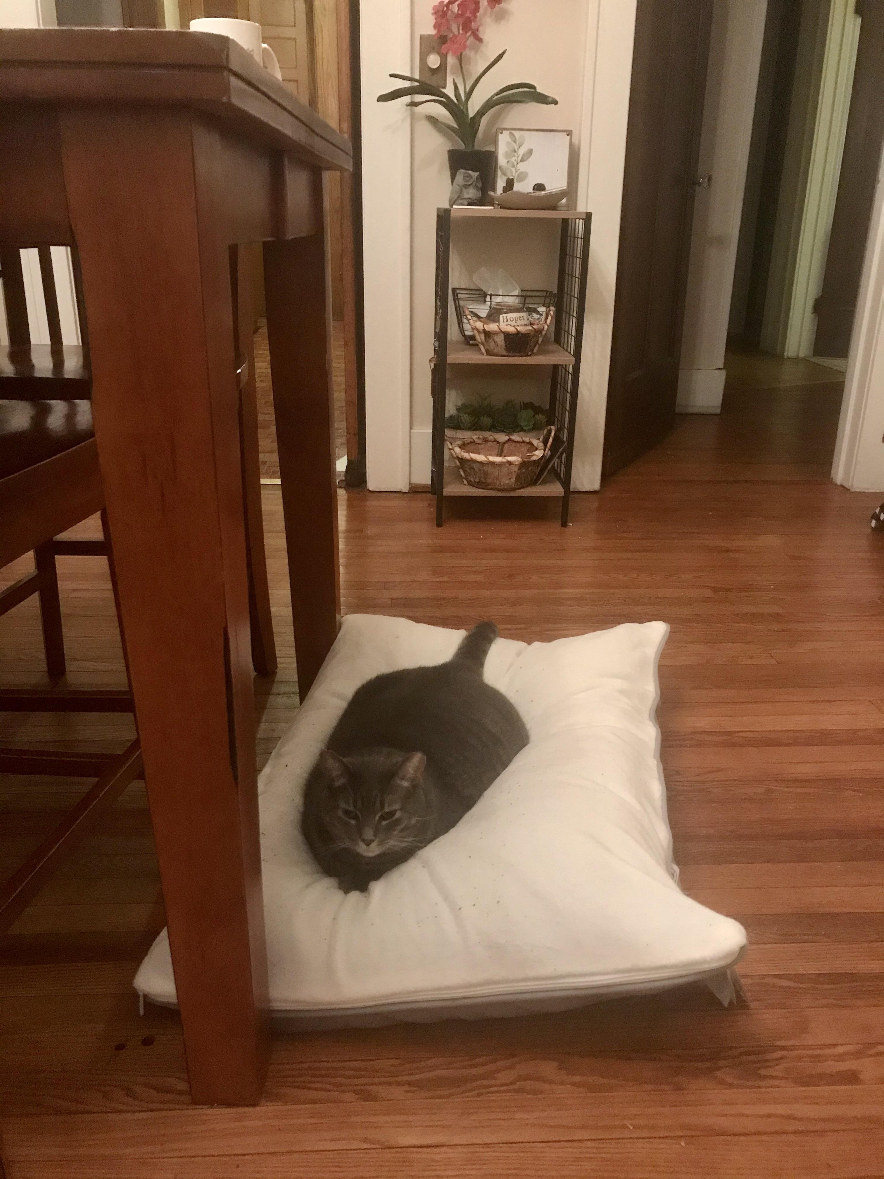 pet pillow bed (12.99) a HUGE hit with my kitties. i’ve had it for 2